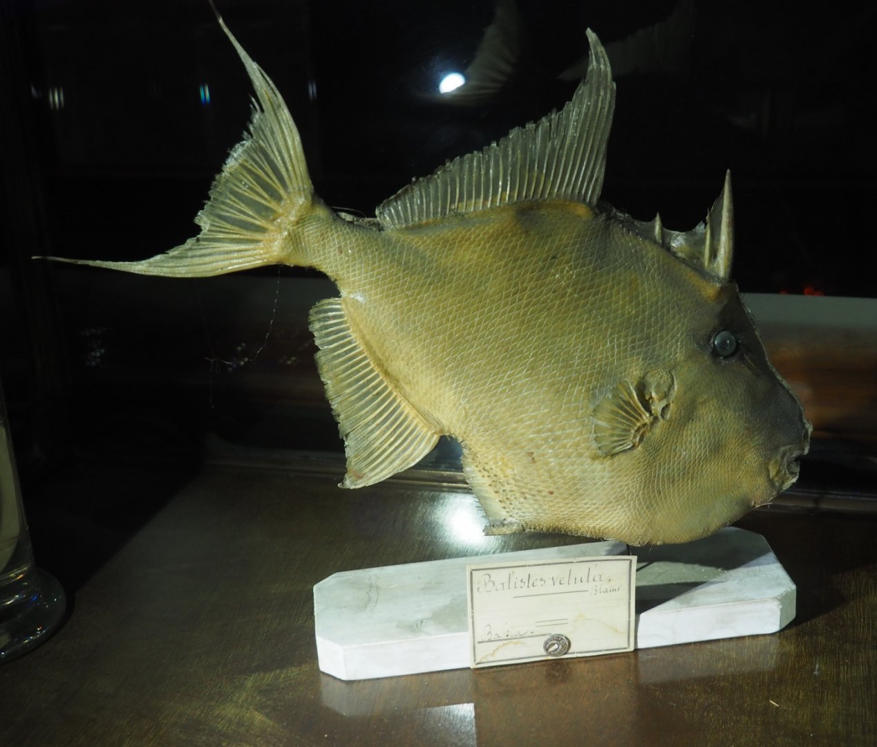 Specimen Queen triggerfish (Balistes vetula), 2020-09-03