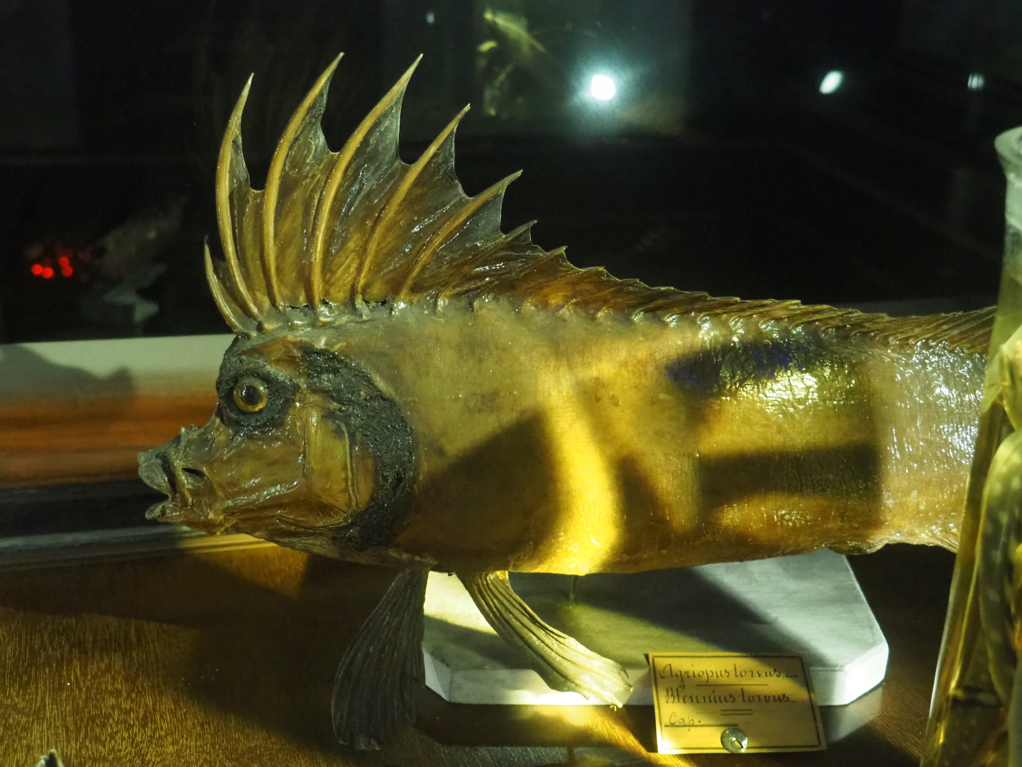 Specimen Smooth horsefish (Congiopodus torvus), 2020-09-03