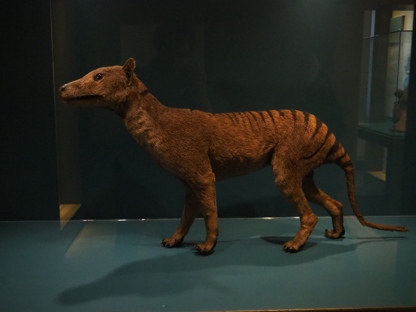 Specimen Thylacine (Thylacinus cynocephalus), 2019-12-03