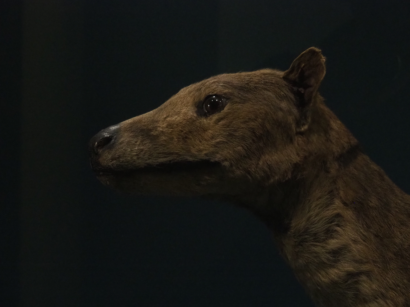 Specimen Thylacine (Thylacinus cynocephalus), 2019-12-03