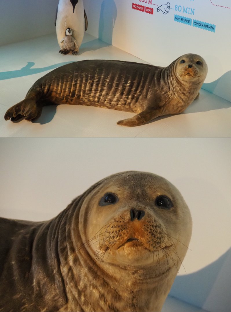 Specimen Weddell seal (Leptonychotes weddellii), 2019-12-03
