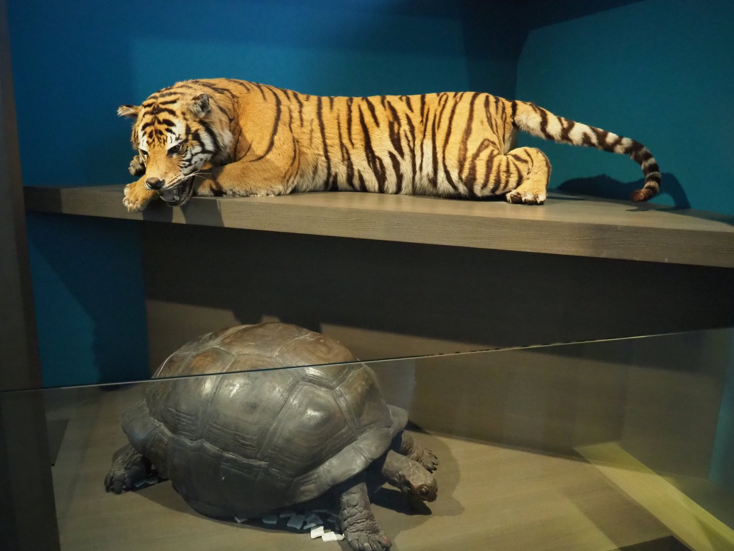 Specimens Amur tiger and Aldabra giant tortoise, 2019-12-03