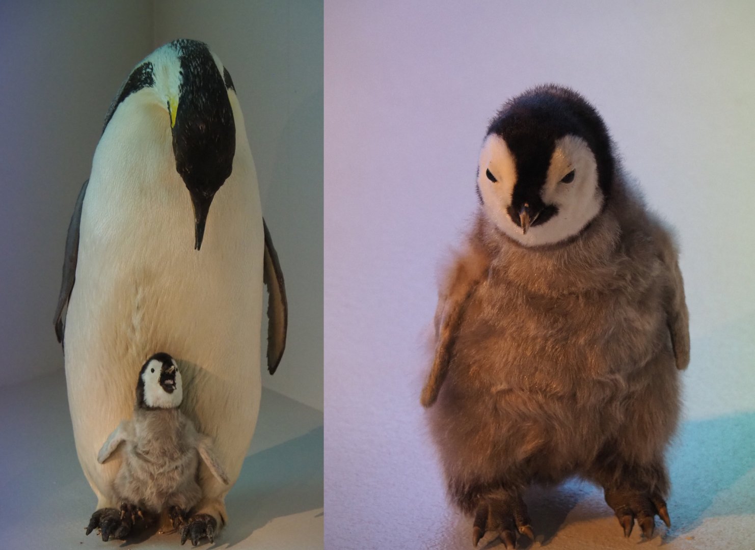 Specimens Emperor penguins (Aptenodytes forsteri), 2019-12-03