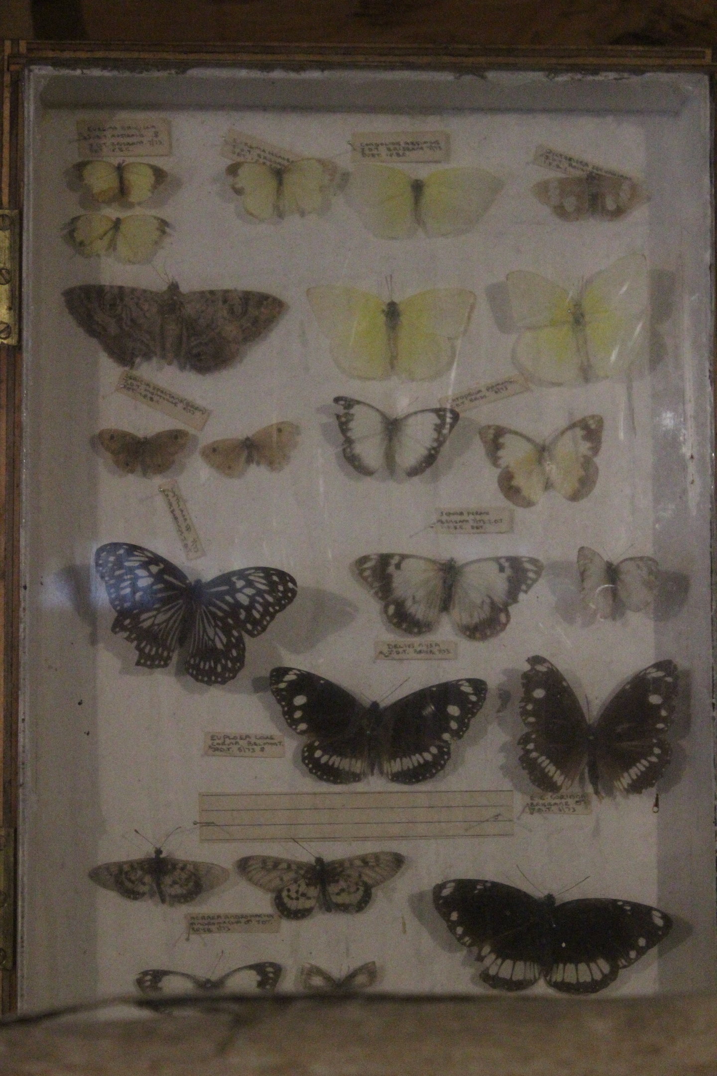 Specimens of butterflies display, Kahutara Taxidermy Gallery