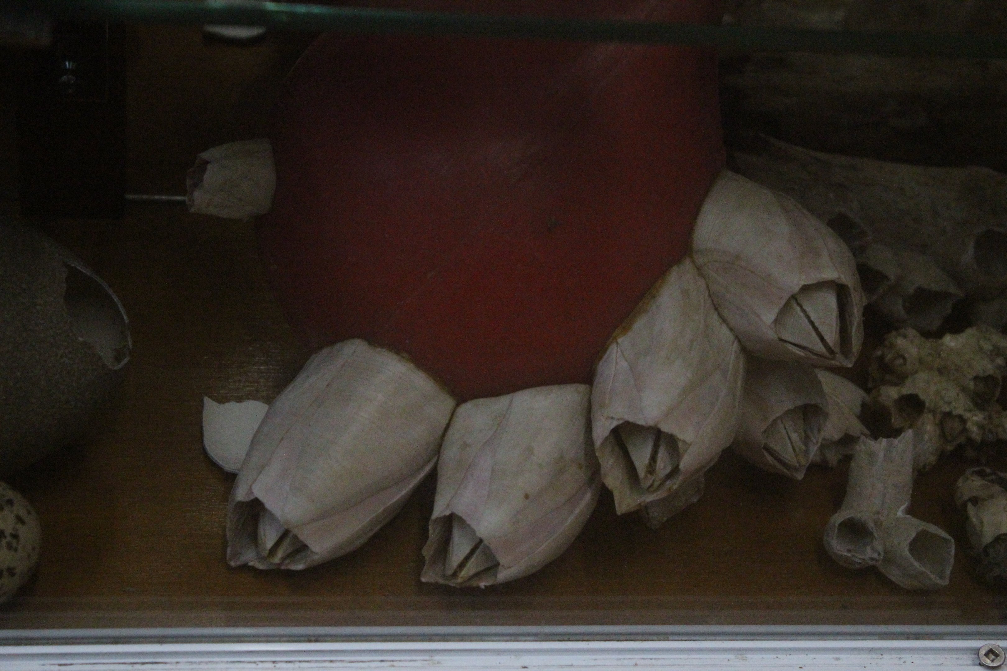 Specimens of giant barnacles, Picton Heritage & Whaling Museum