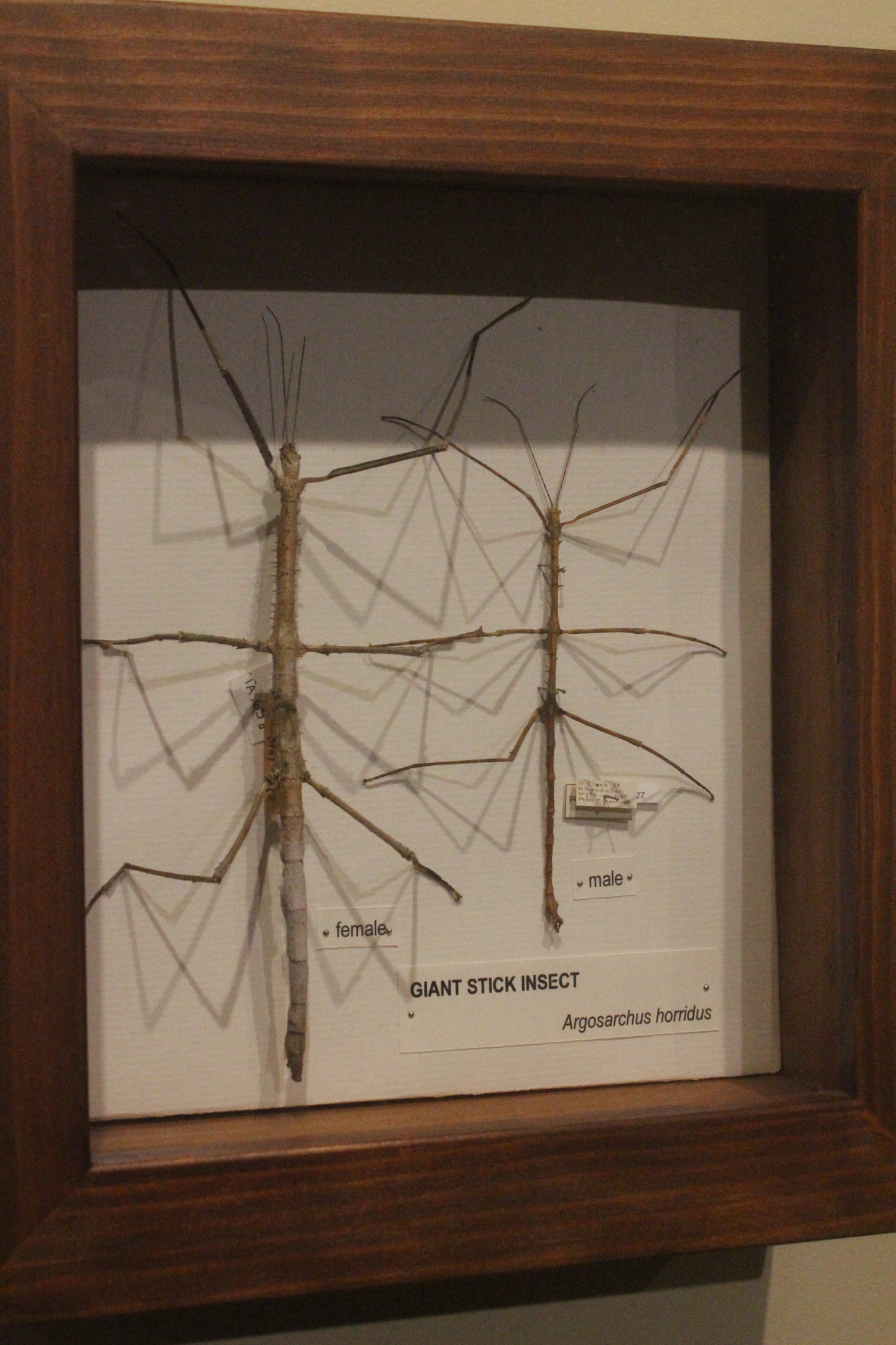 Specimens of Giant Stick Insect, Whanganui Regional Museum