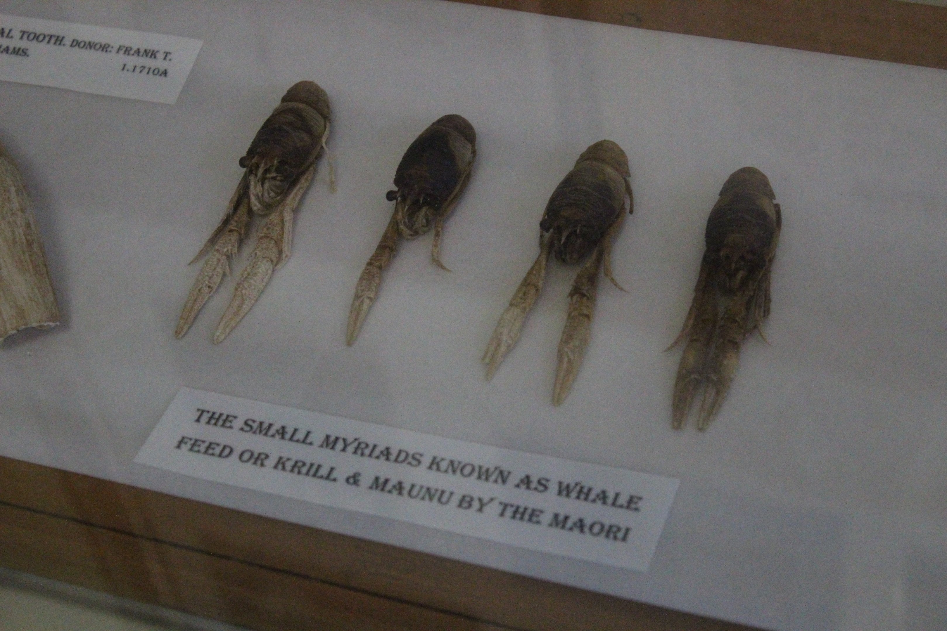 Specimens of Krill, Picton Heritage & Whaling Museum