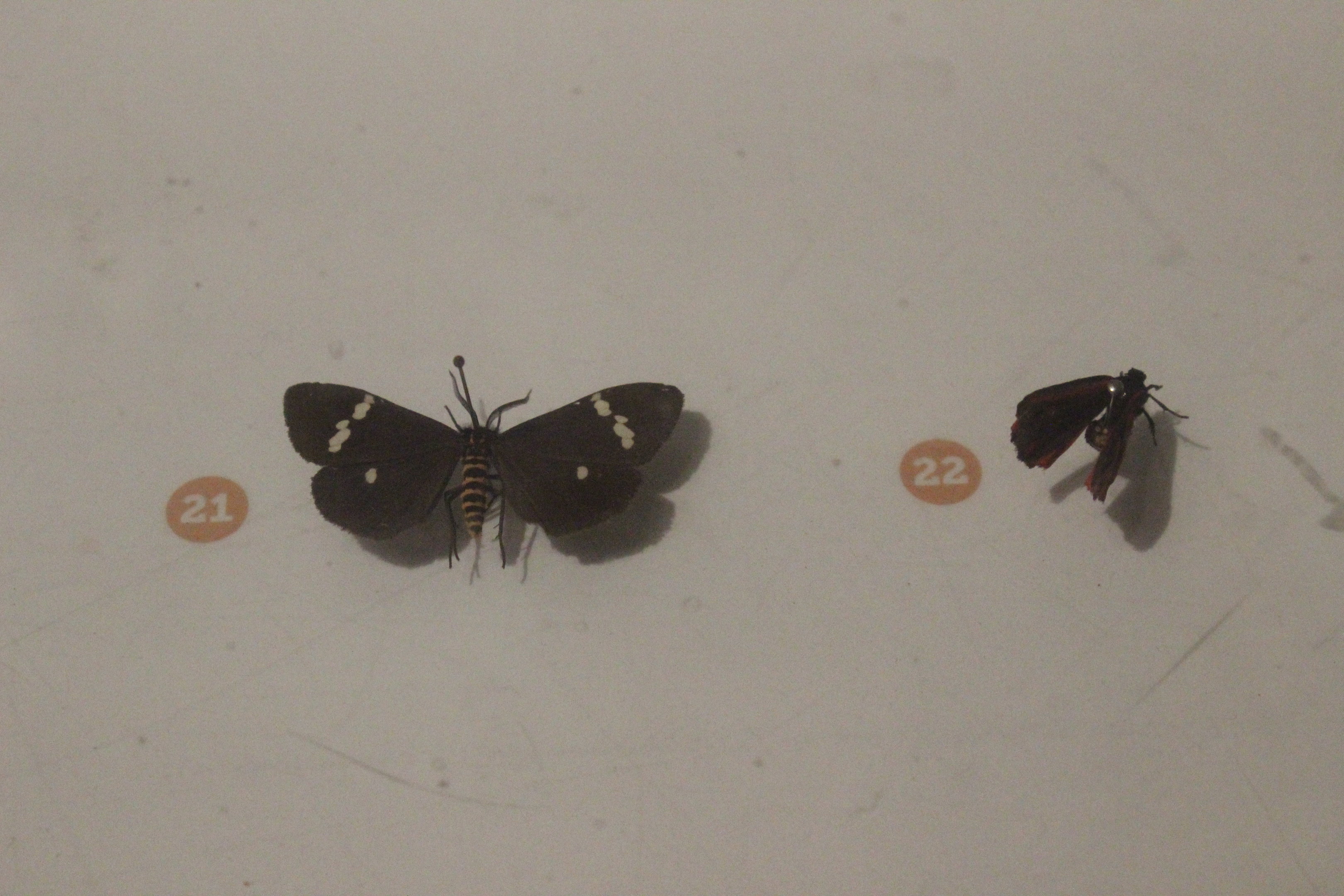 Specimens of (Left) Nyctemera amicus, and (Right) Tyria jacobaeae