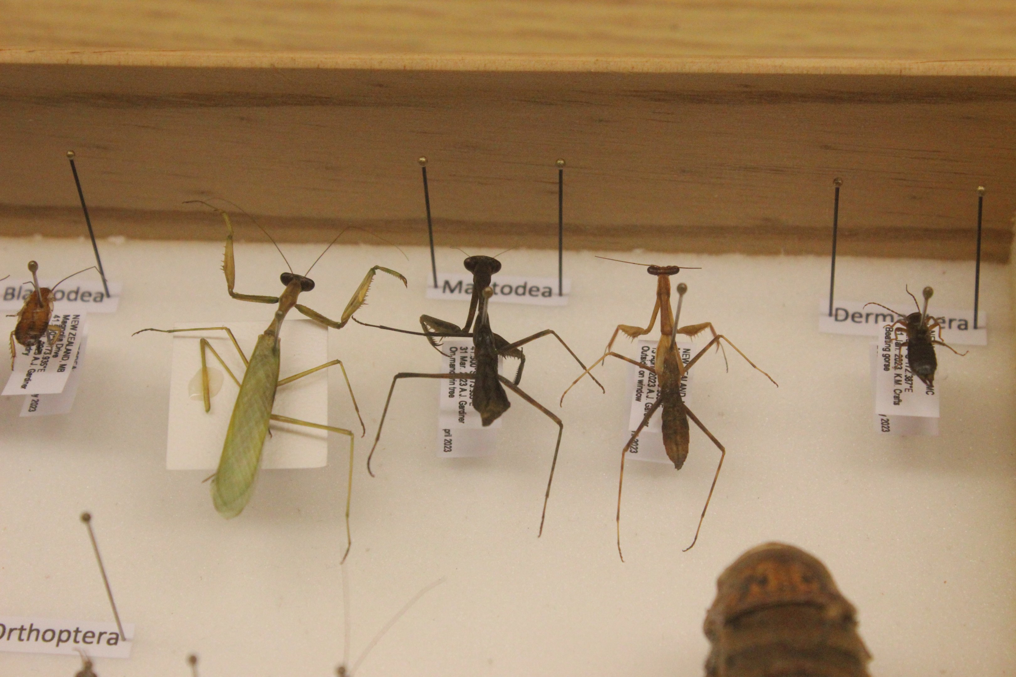 Specimens of Miomantis caffra (different colour morphs), Koru Native Wildlife Centre