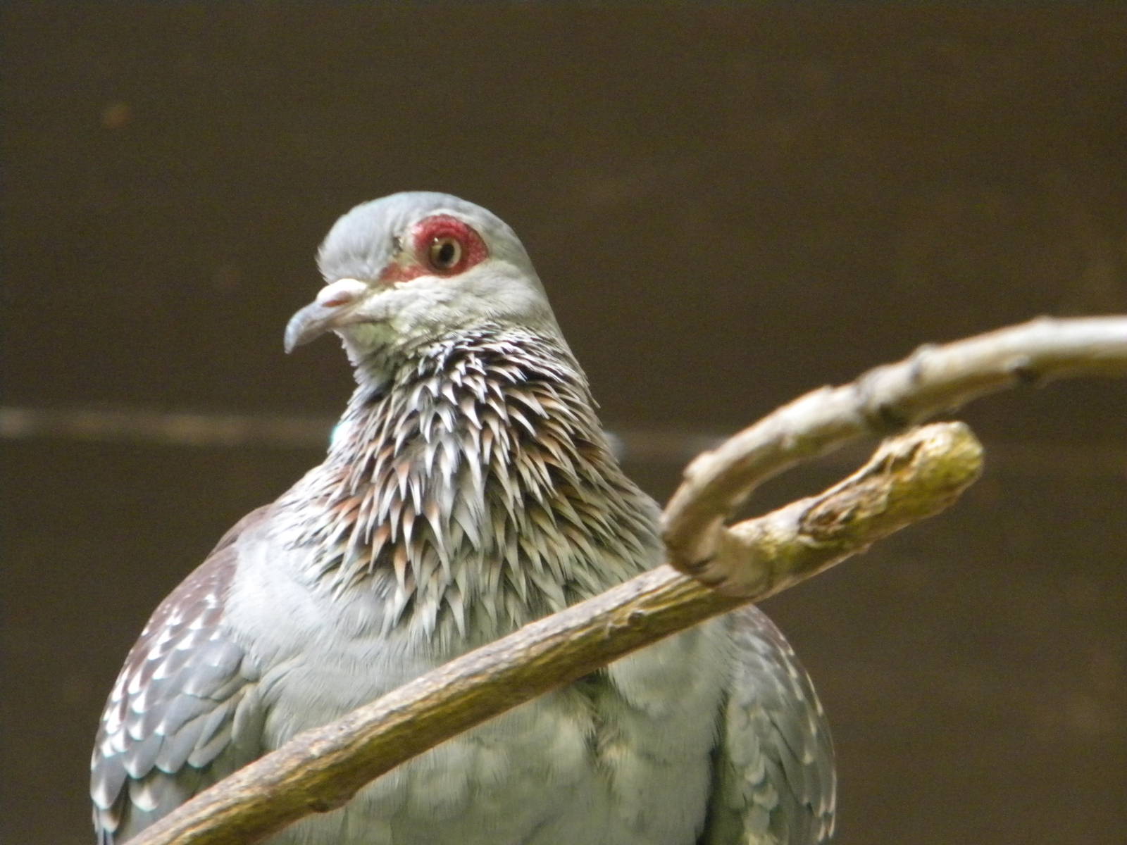 Speckaled Pigeon at Blackpool Zoo 6th March 2011