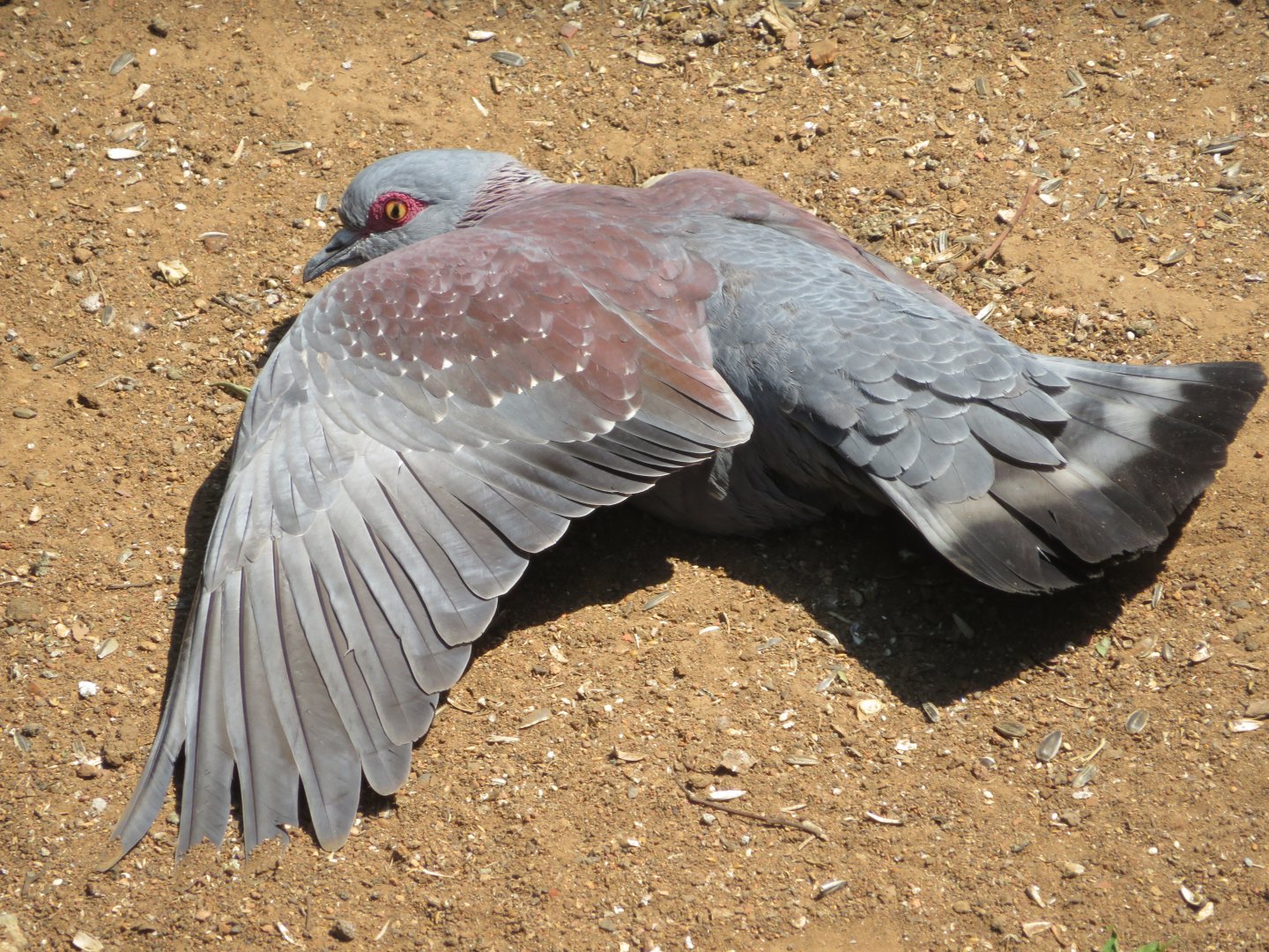 Specked Pigeon (Columba guinea)