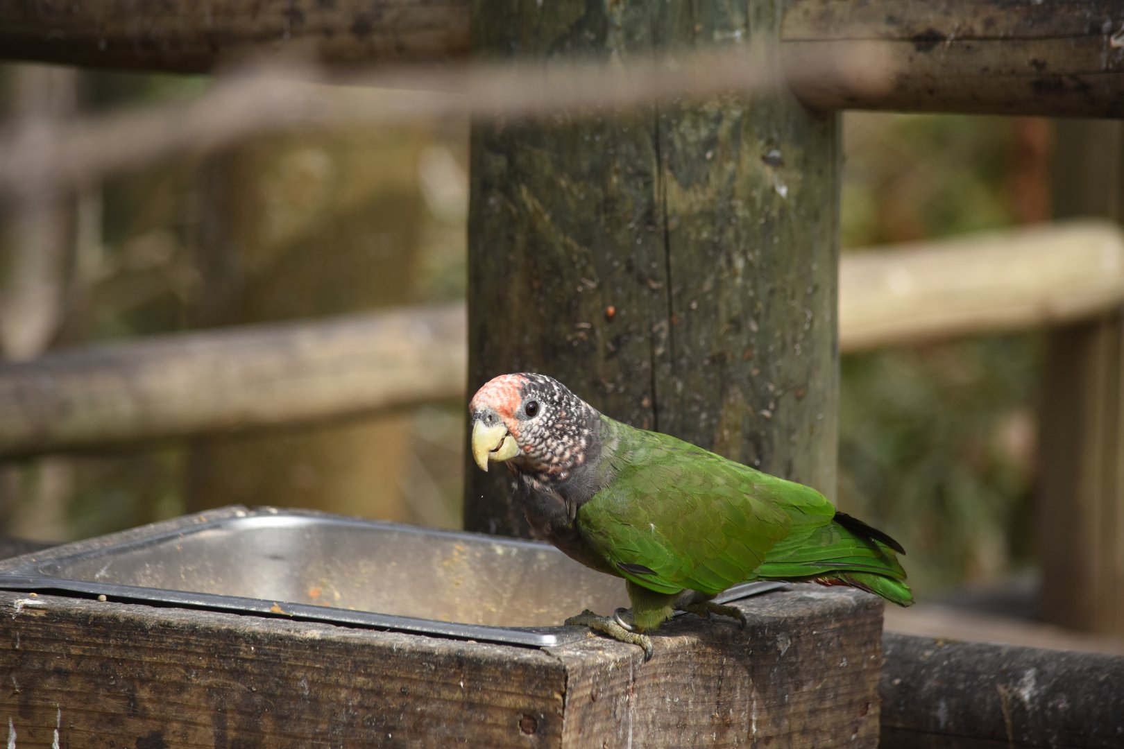 Speckle-faced parrot (Pionus tumultuosus)