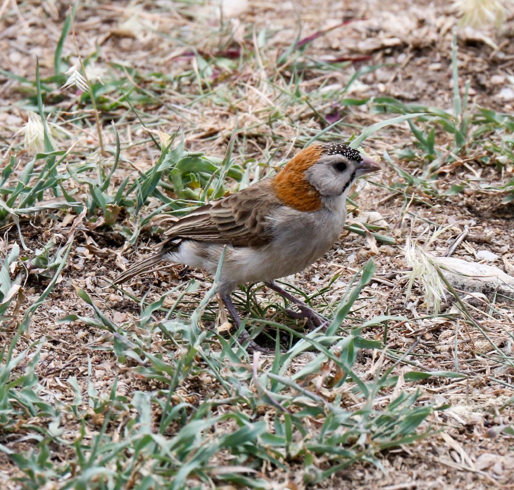 Speckle-fronted Weaver