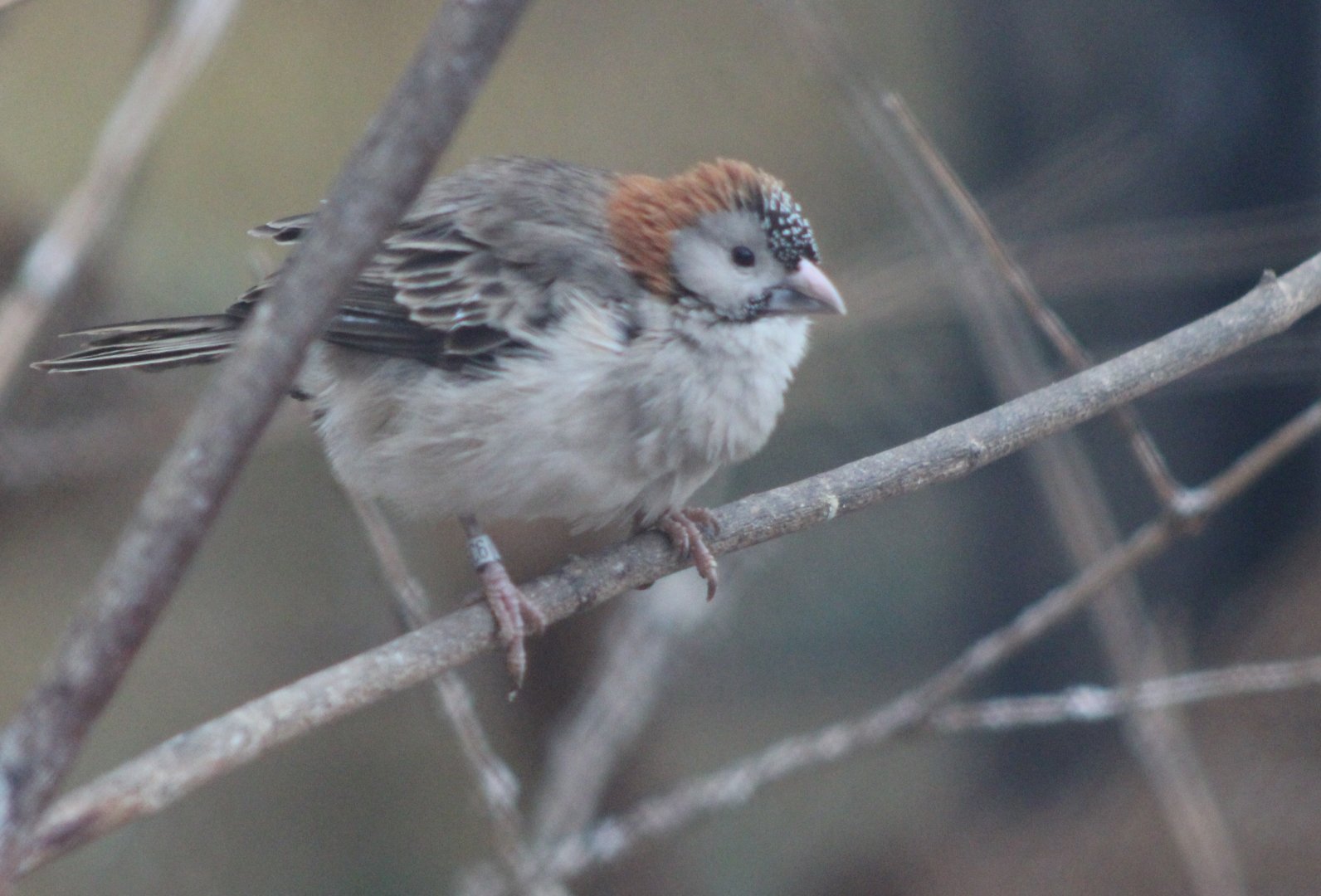 Speckle-fronted weaver