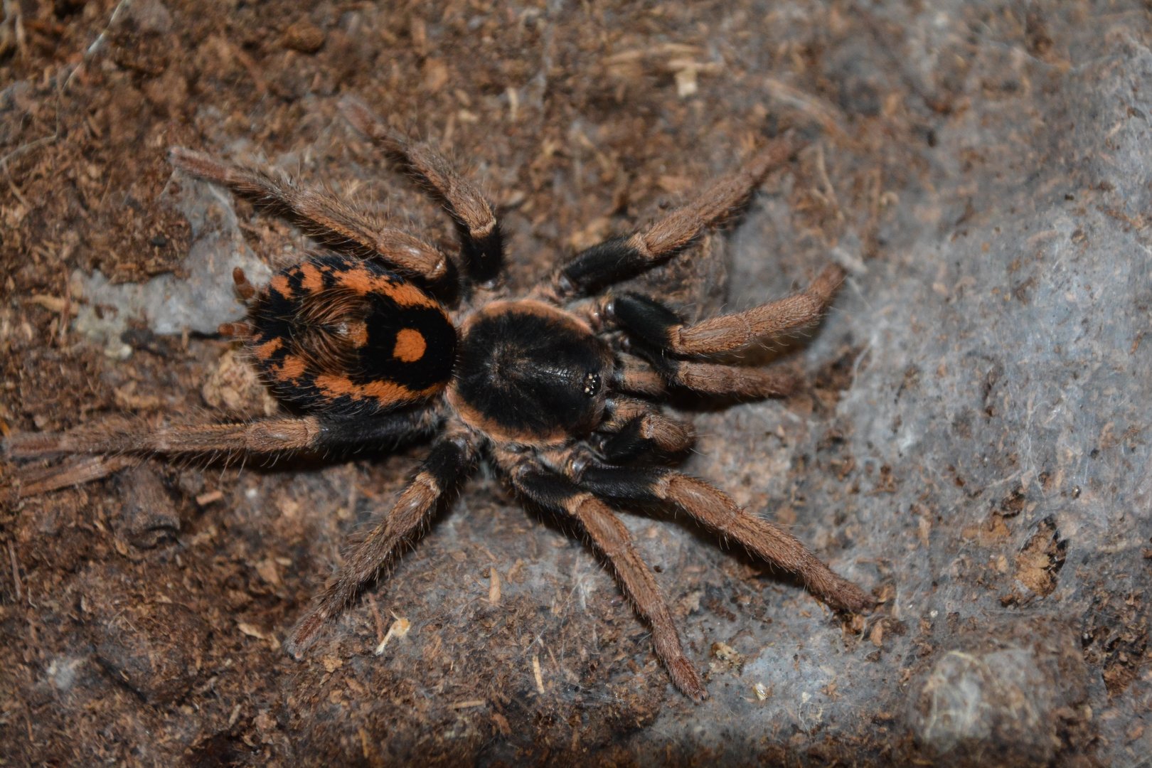 Speckle patch dwarf tarantula (Hapalopus sp. 'Guerilla')