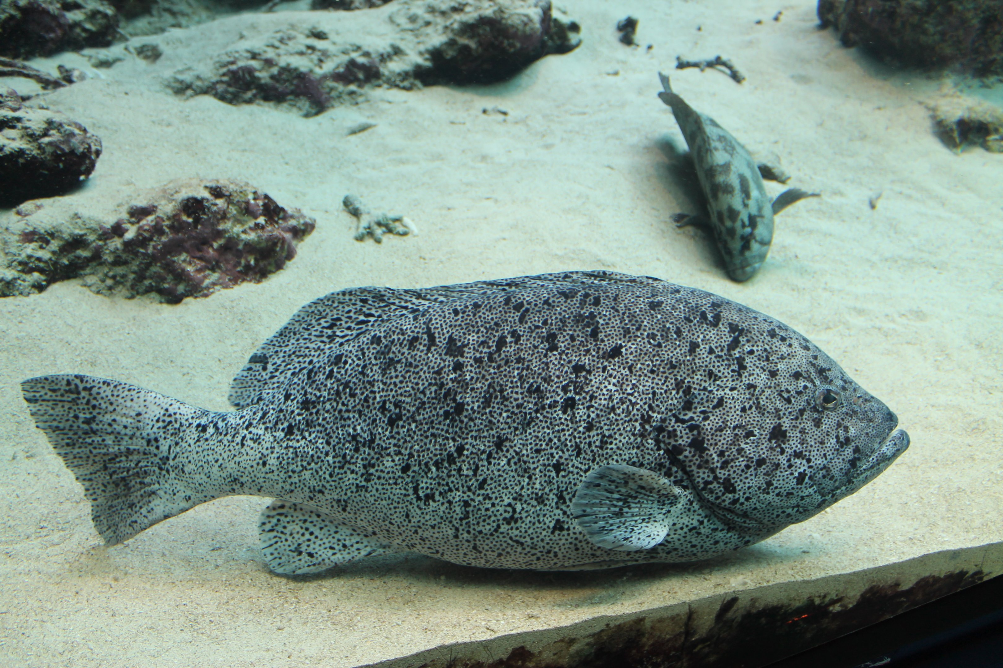 Speckled Blue Grouper and Brown-marbled Grouper