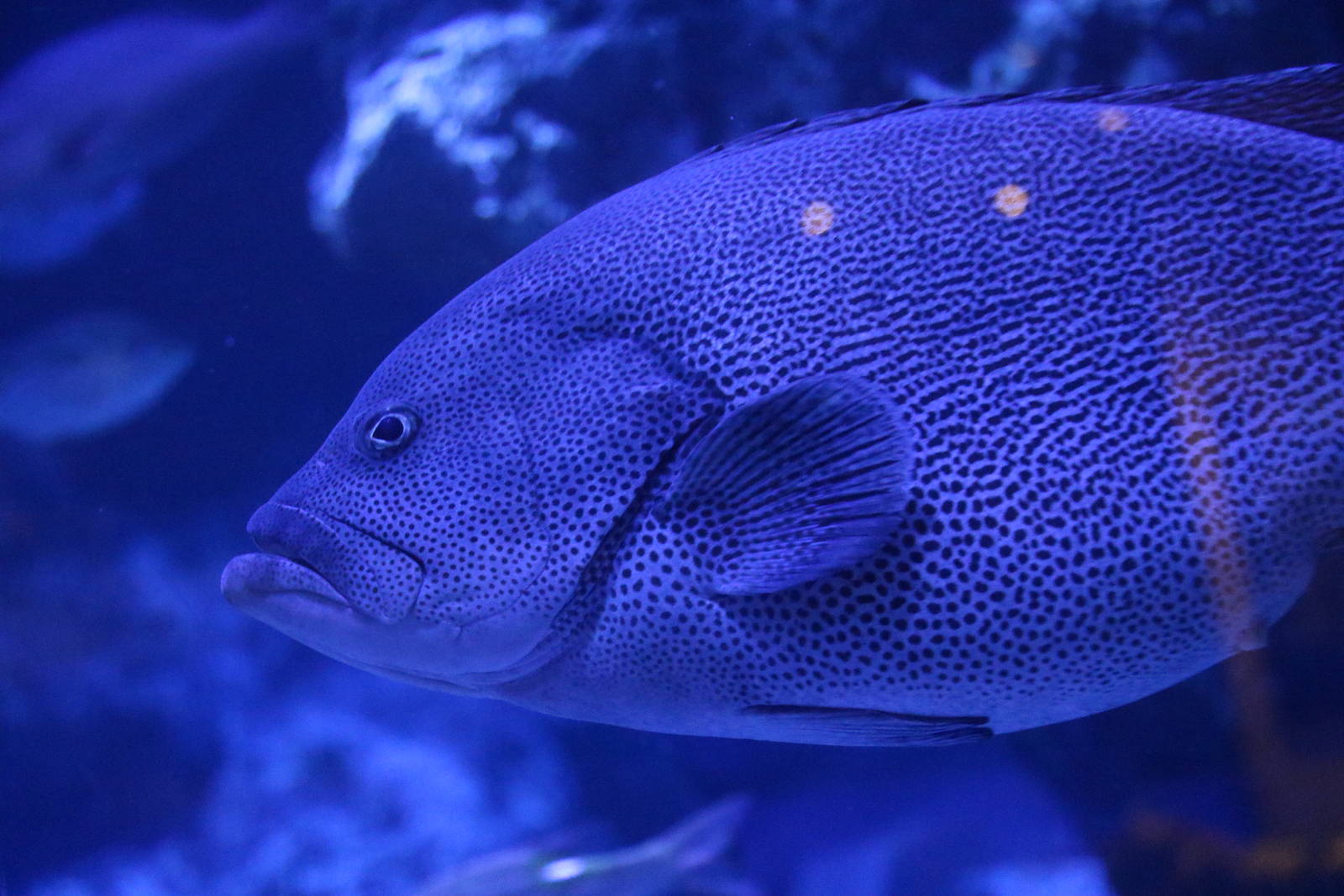 Speckled blue grouper - Sumida Aquarium, February 2016