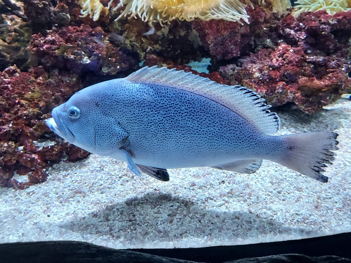 Speckled Blue Grouper