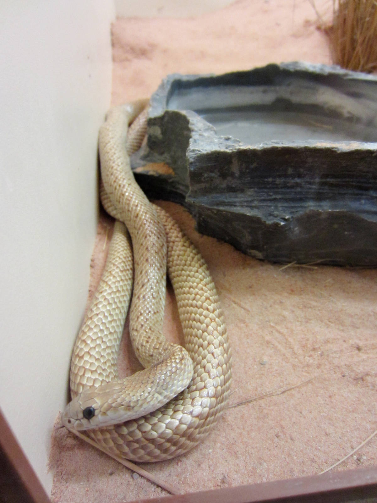 Speckled Brown Snake