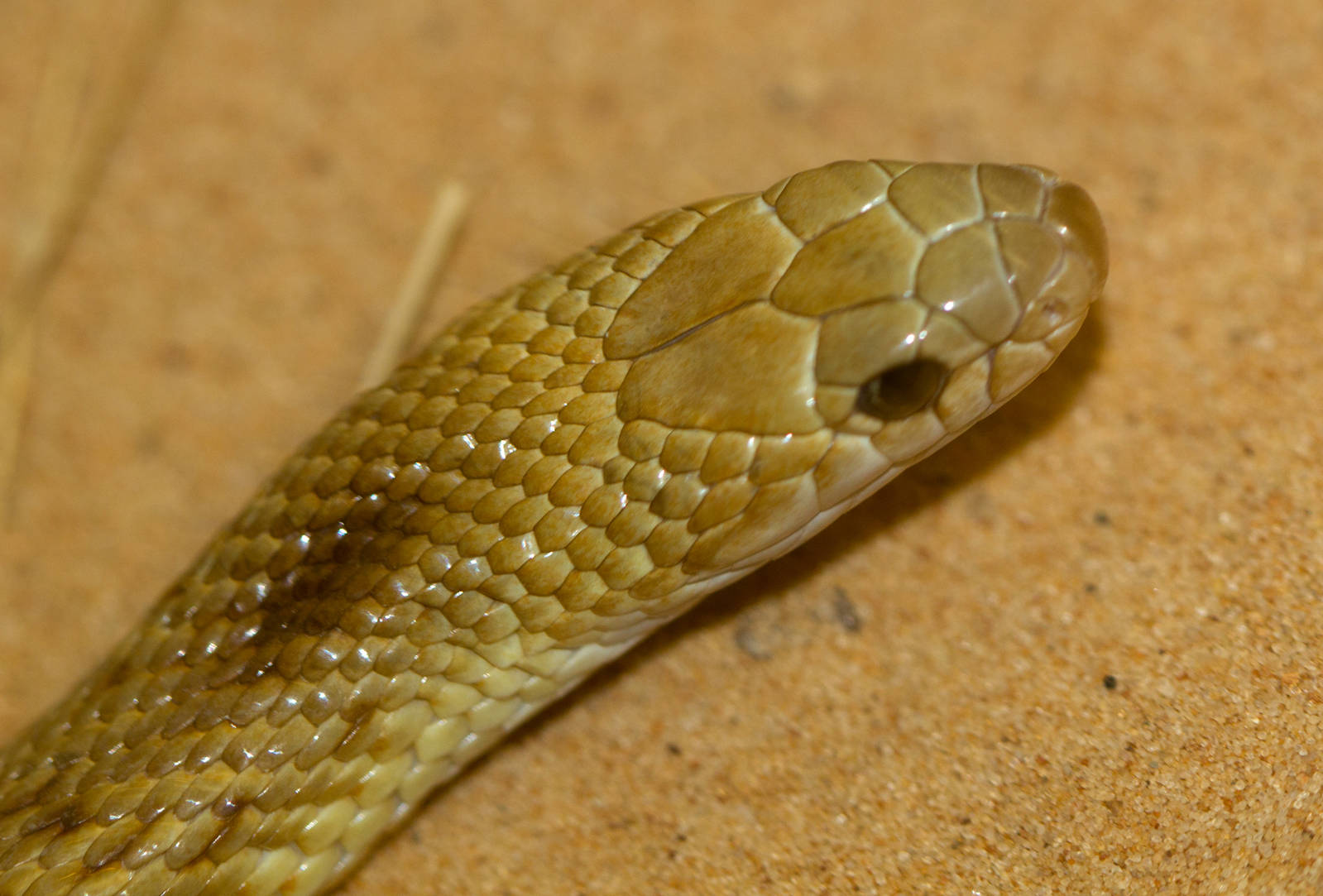 Speckled Brown Snake