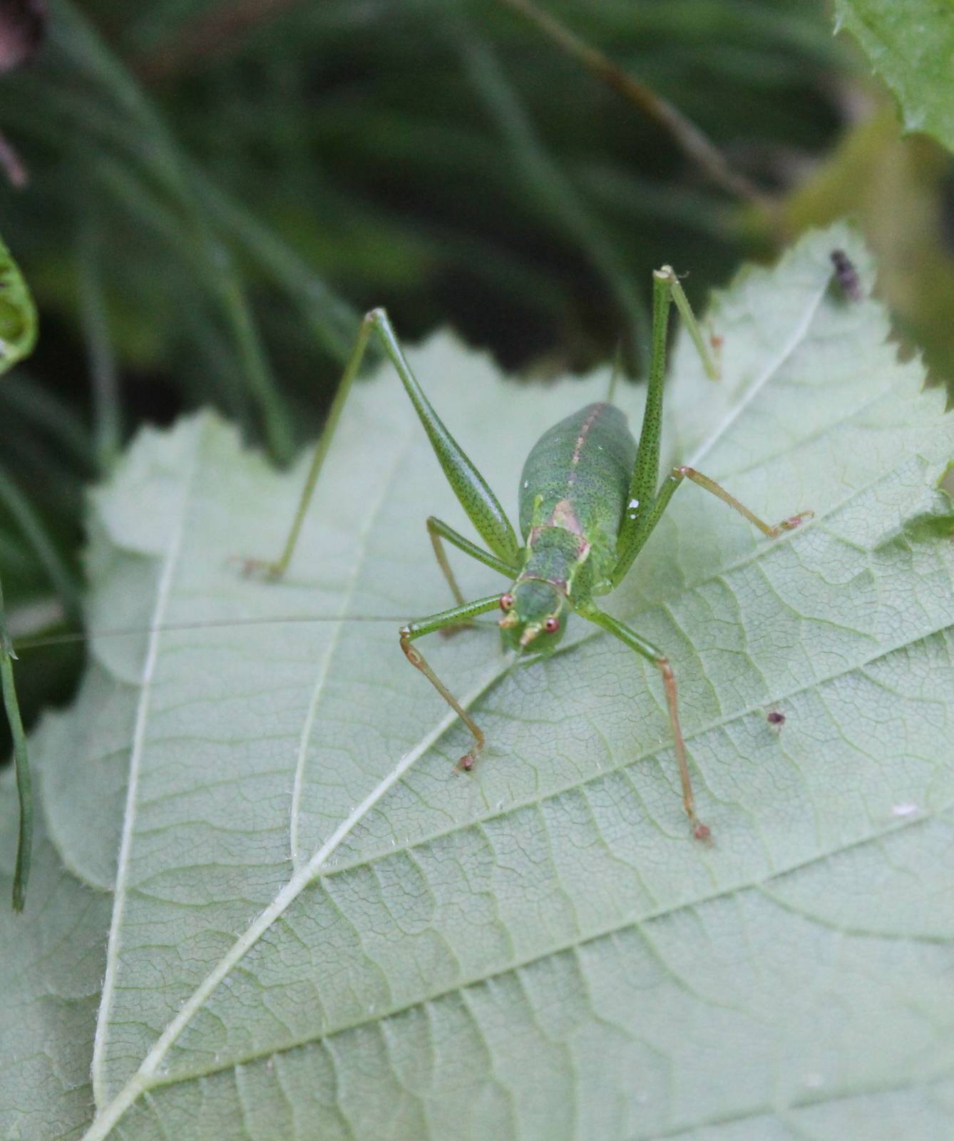 Speckled bush-cricket