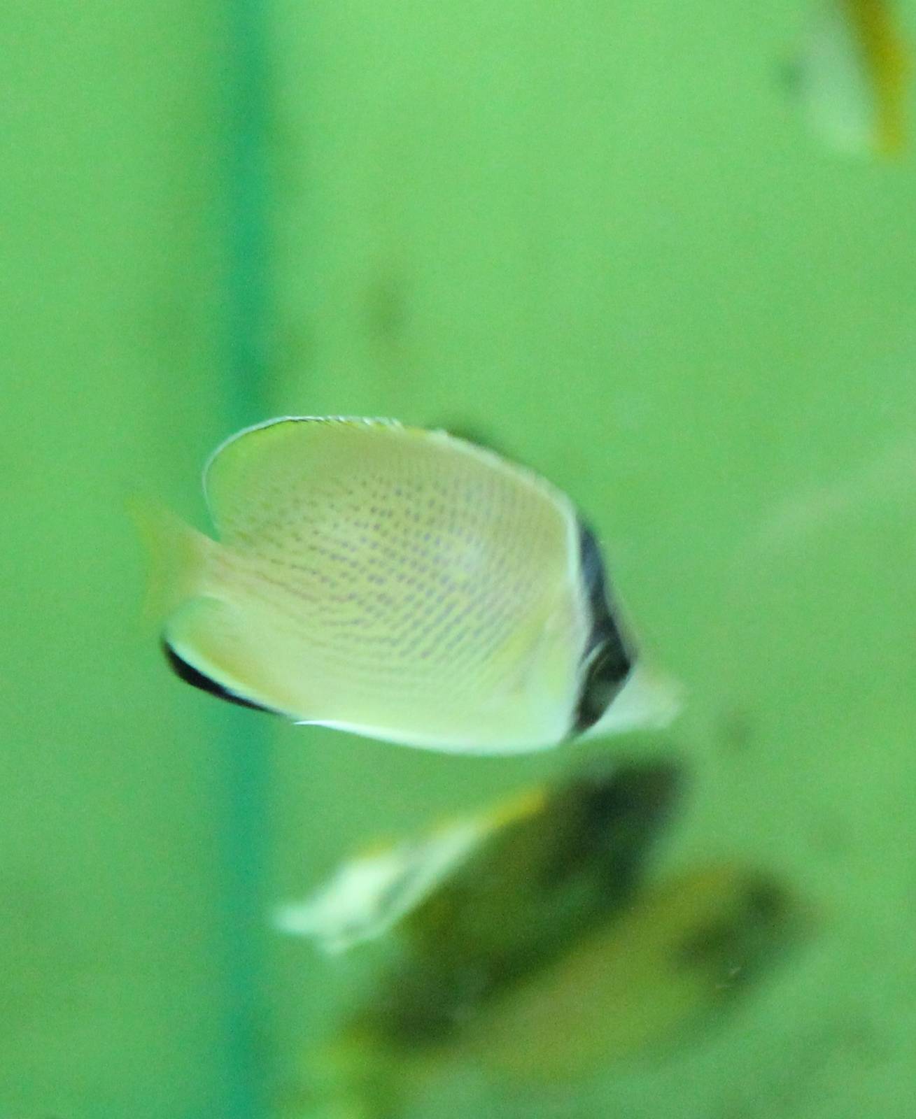 Speckled butterflyfish - Chaetodon citrinellus