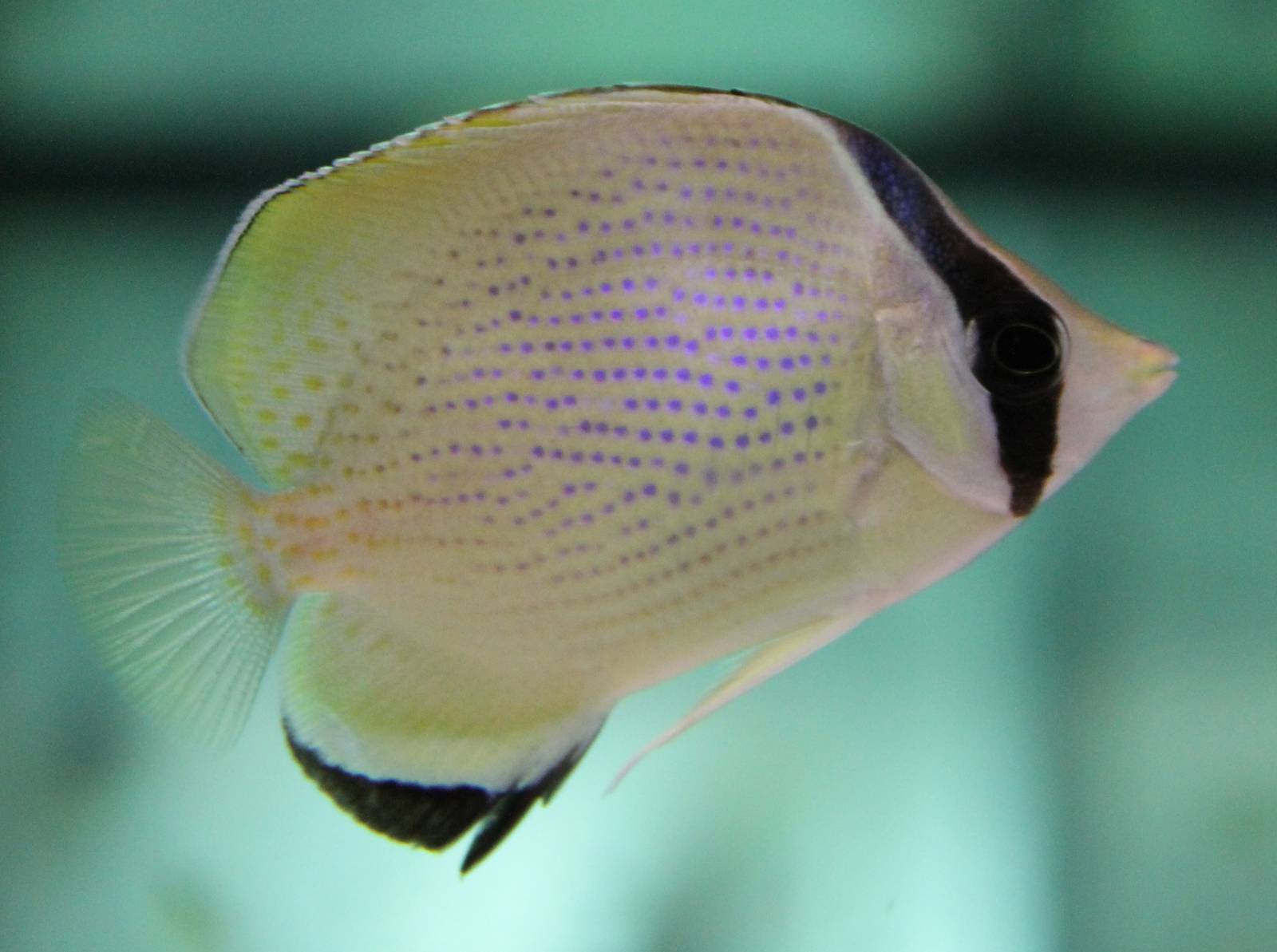 Speckled butterflyfish - Chaetodon citrinellus