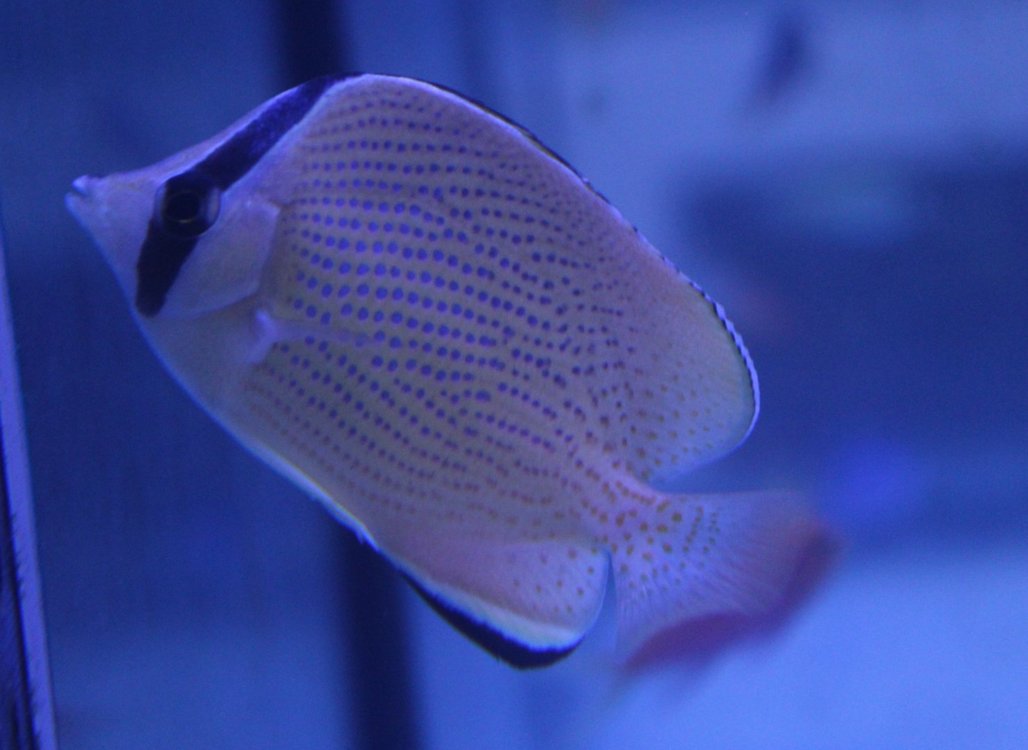 Speckled butterflyfish - Chaetodon citrinellus