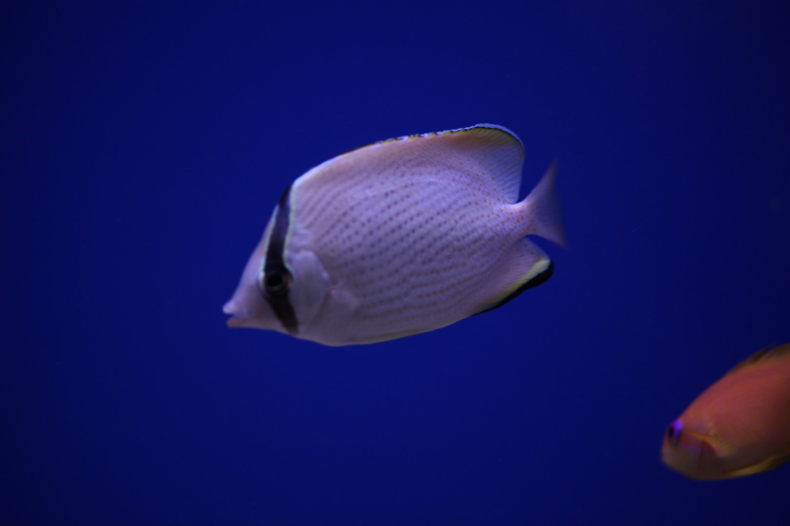 Speckled butterflyfish (Chaetodon citrinellus)