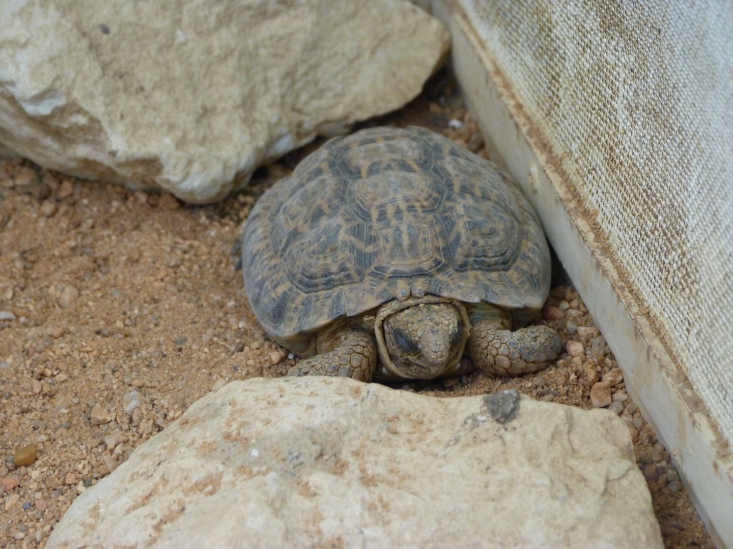 Speckled cape tortoise -Zoo Plzeň (2025)