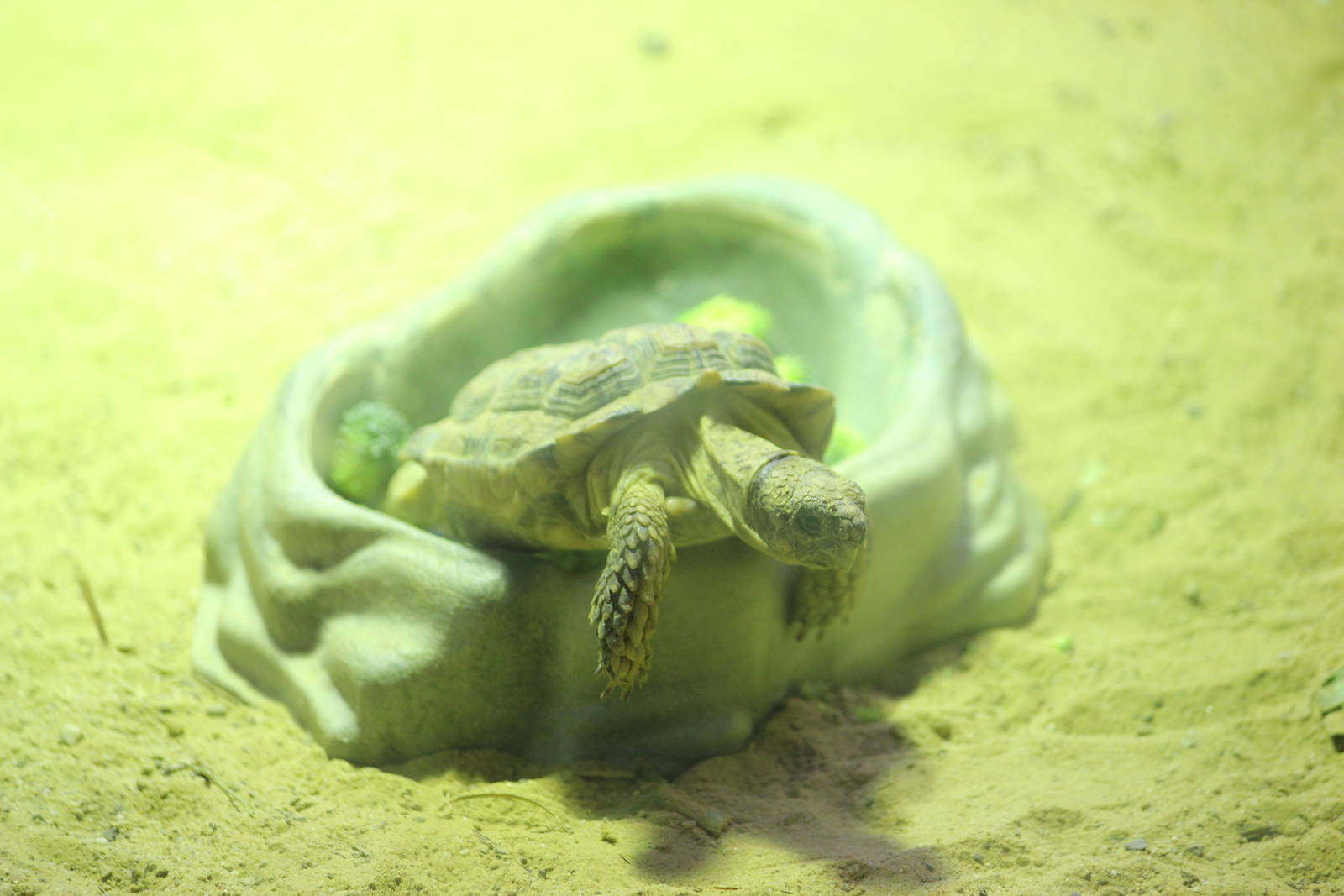 Speckled cape tortoise