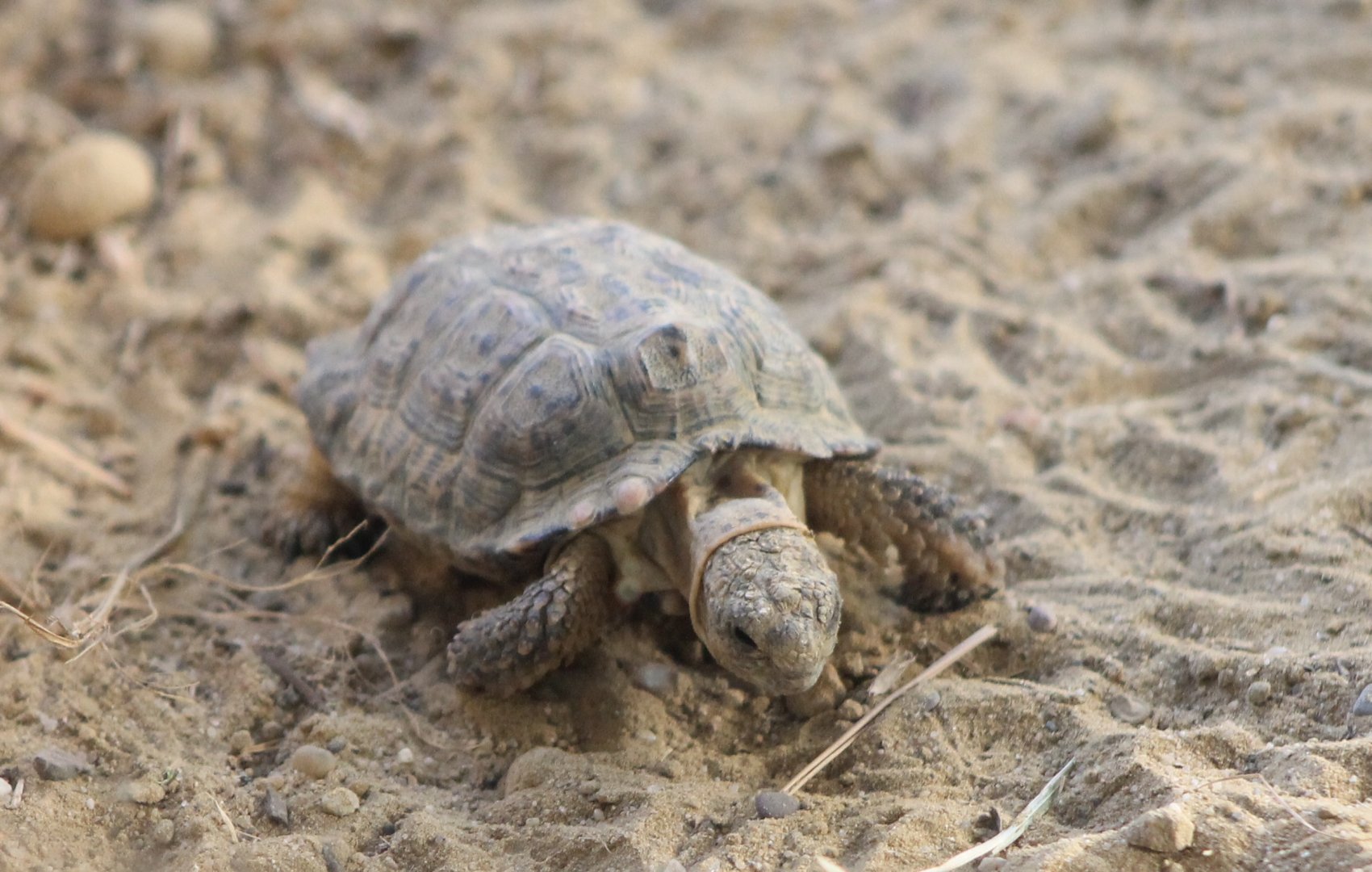 Speckled Cape Tortoise