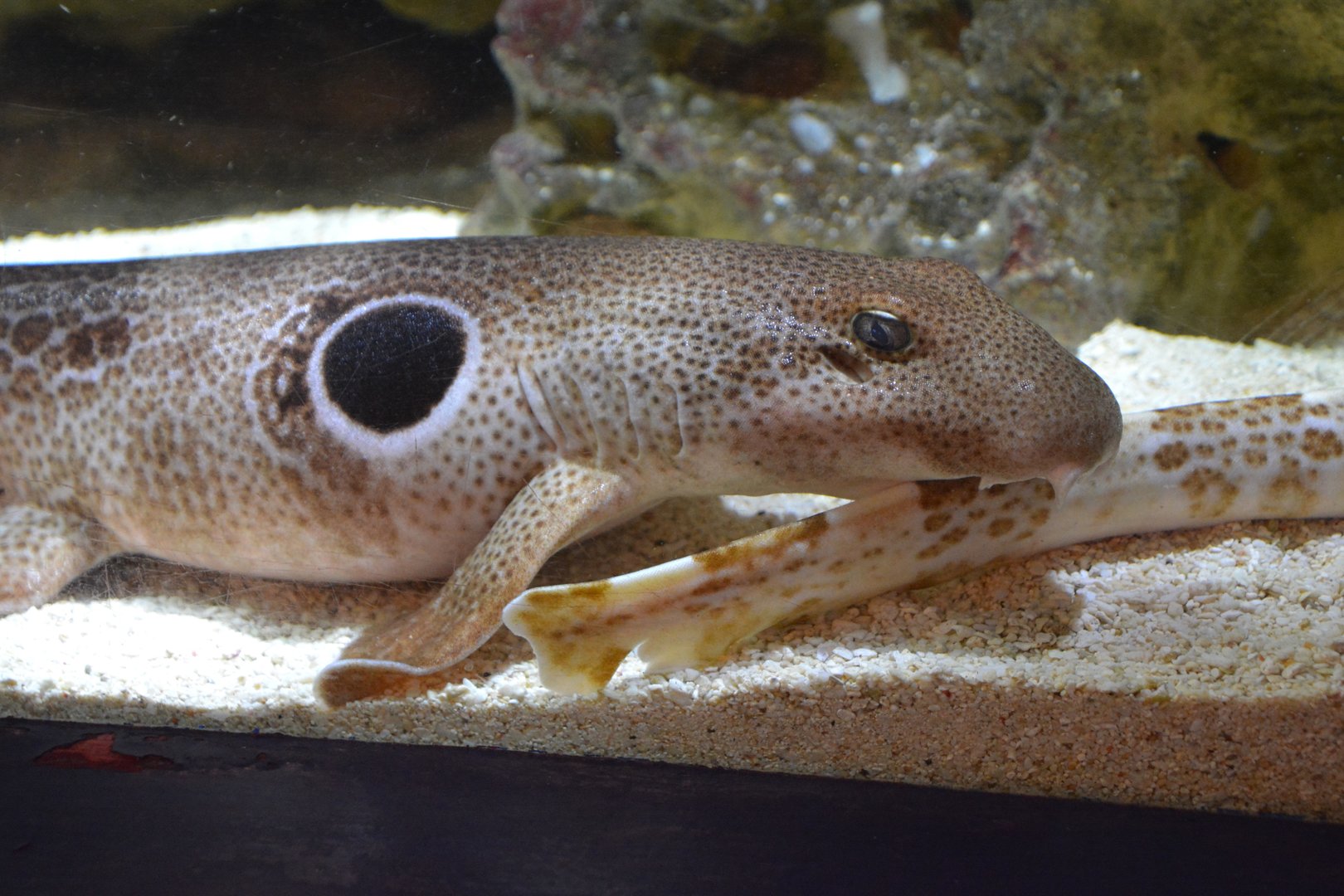Speckled carpetshark (Hemiscyllium trispeculare)