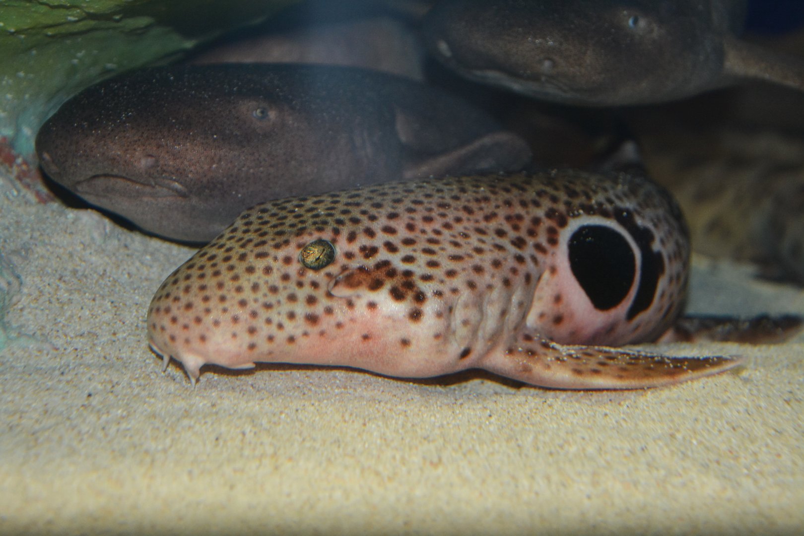 Speckled carpetshark (Hemiscyllium trispeculare)