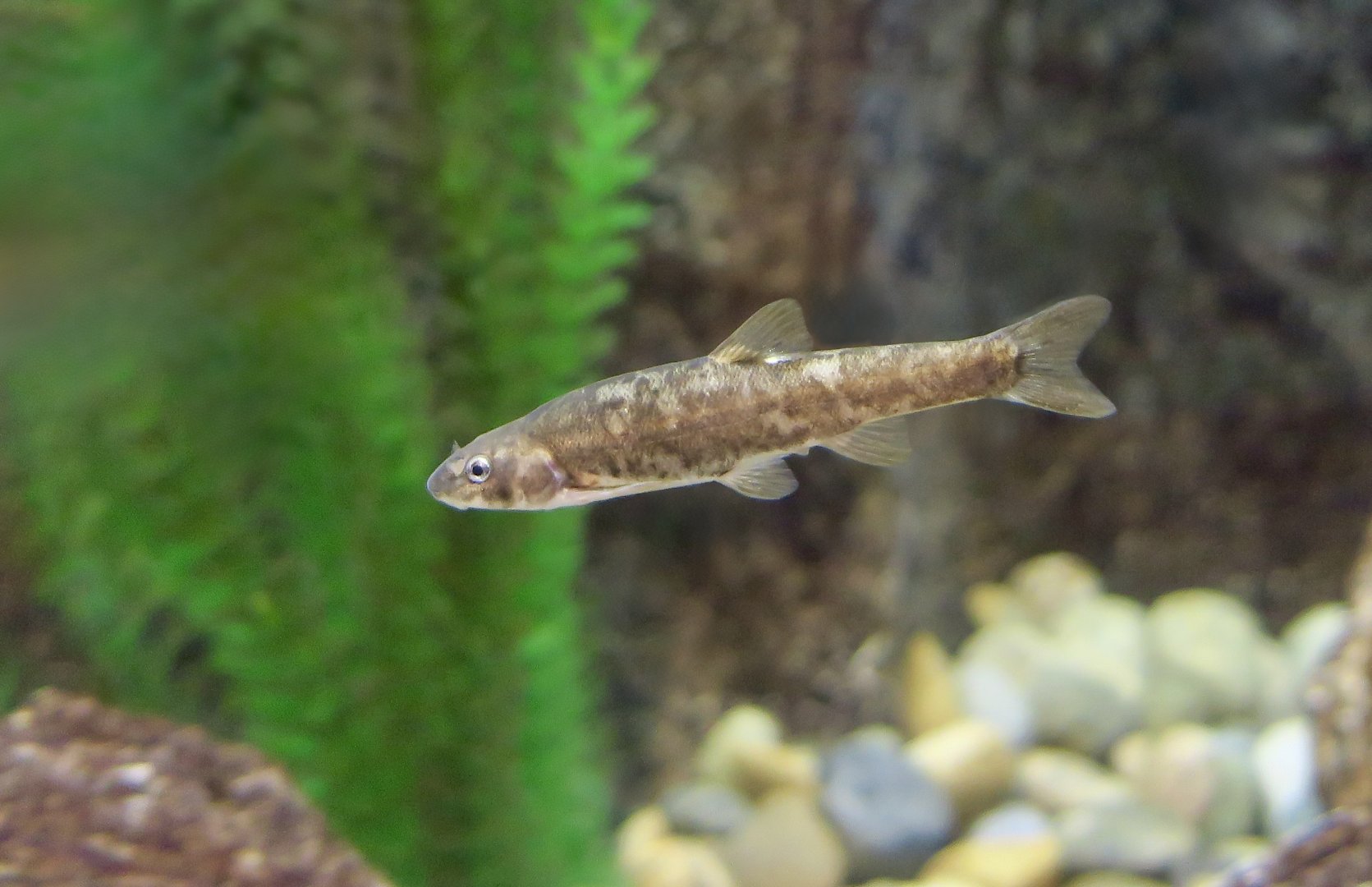 Speckled Dace (Rhinichthys osculus)