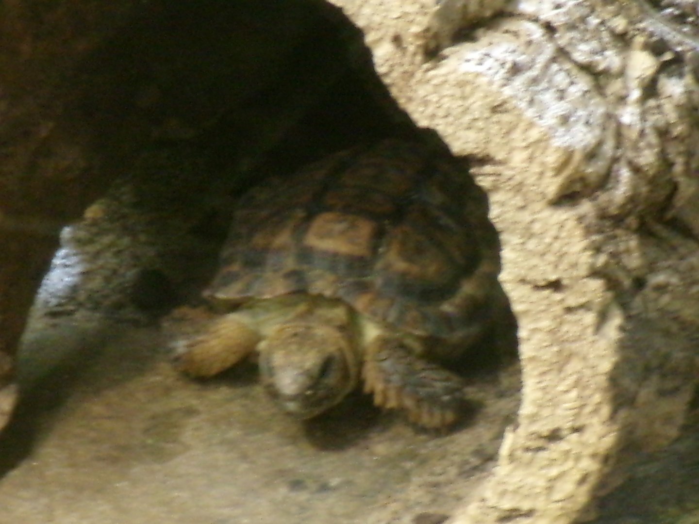 Speckled dwarf tortoise