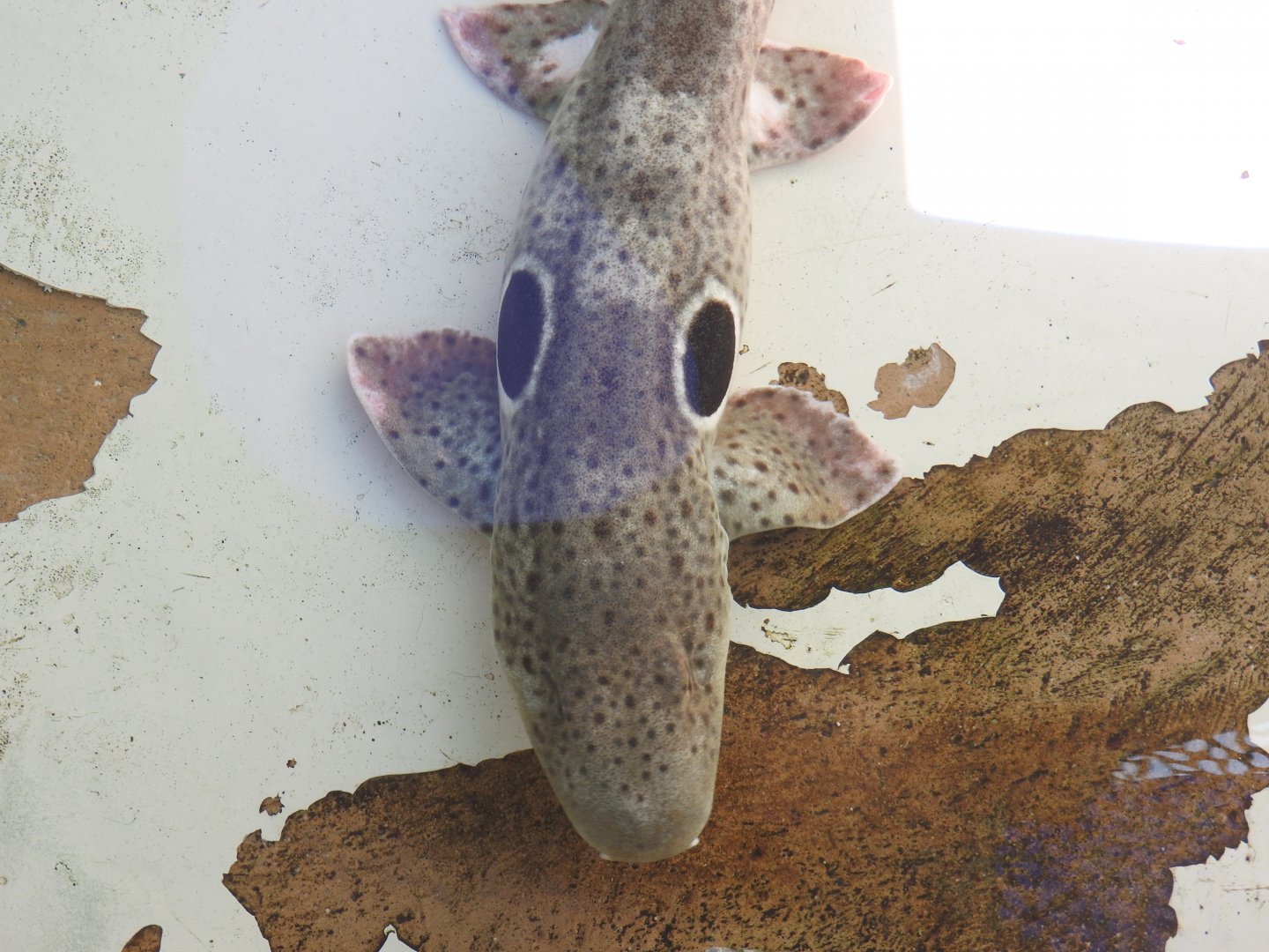 Speckled Epaulette Shark (2017)