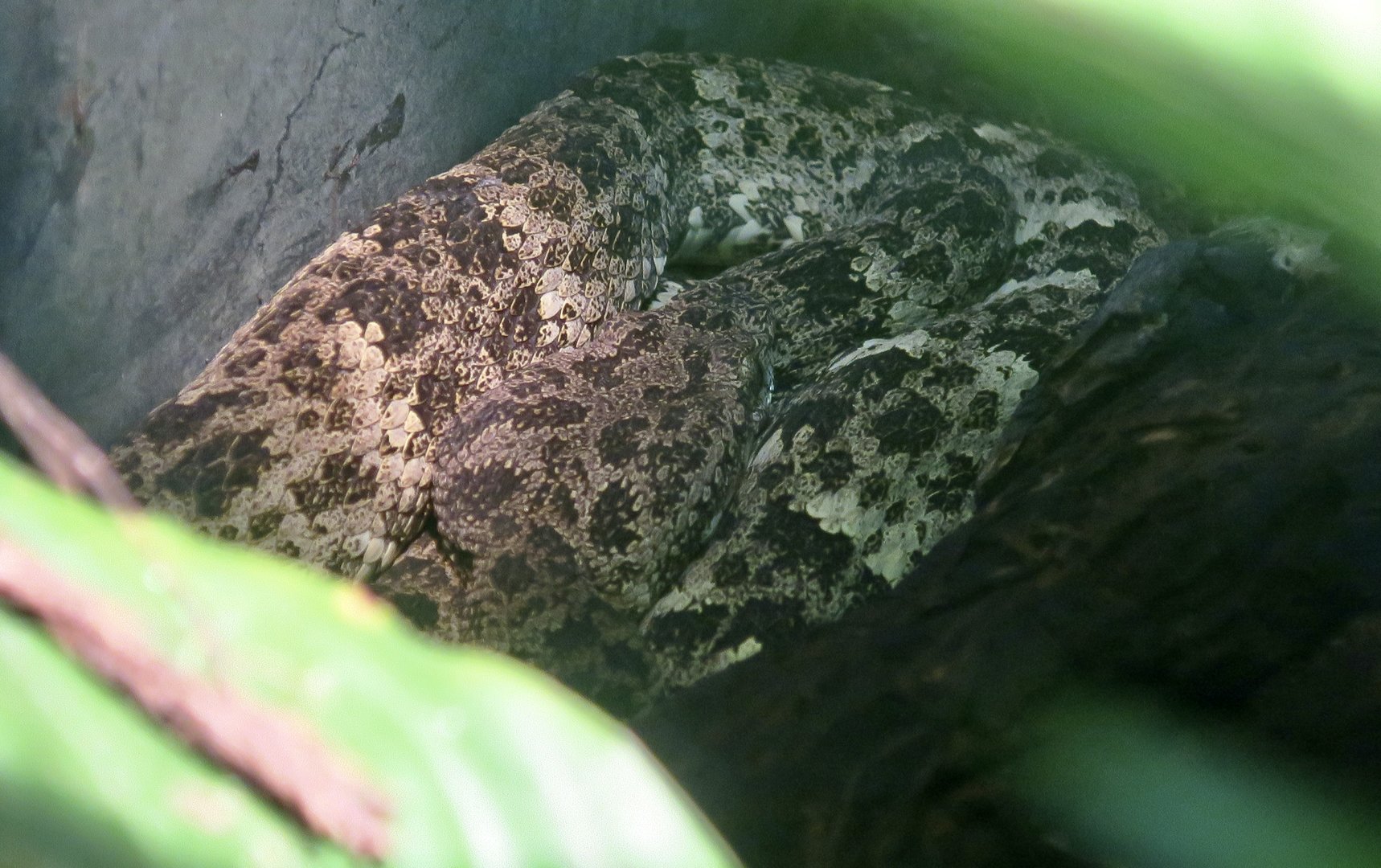 Speckled Forest Pit Viper (Bothrops taeniatus)