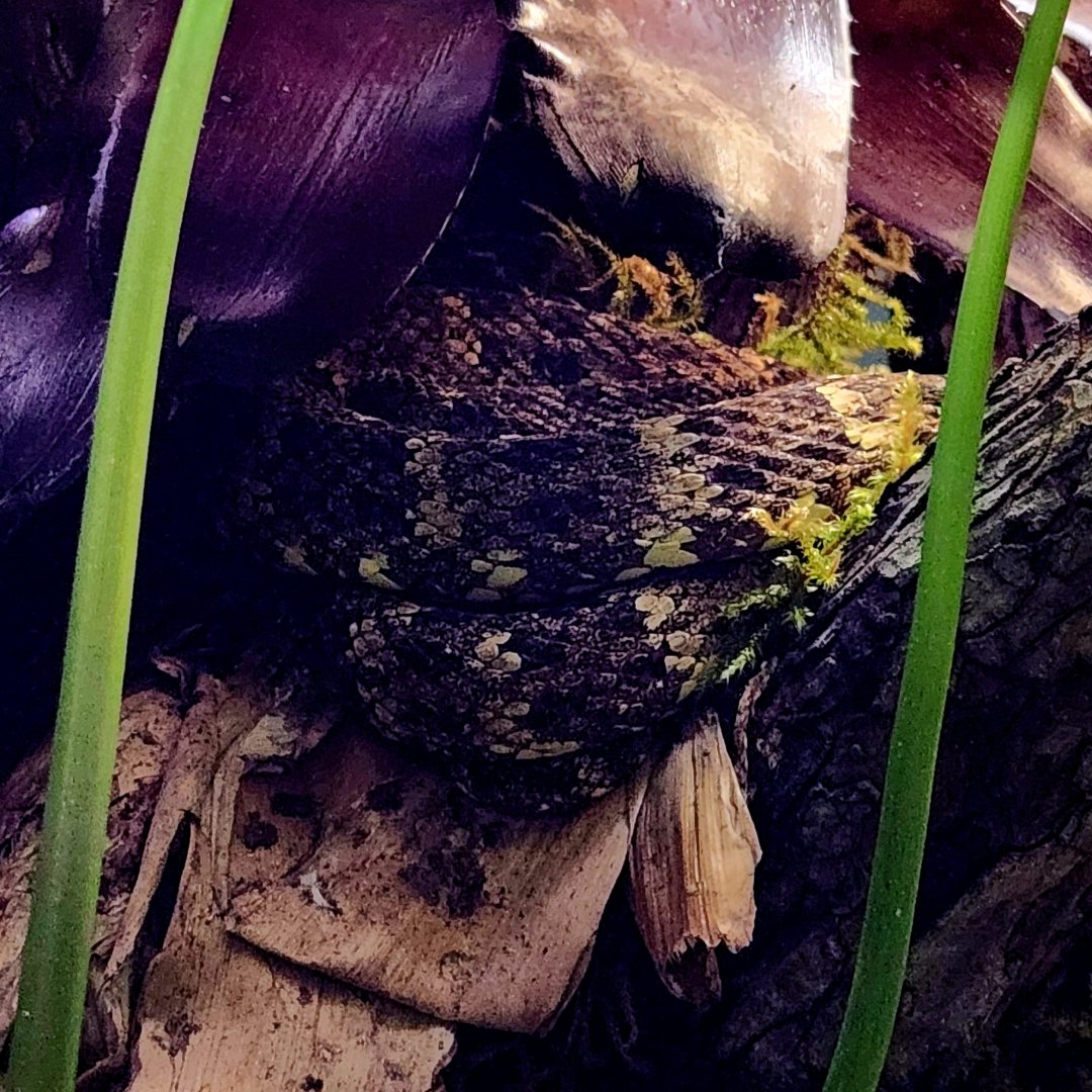 Speckled Forest Pit Viper (Bothrops taeniatus)