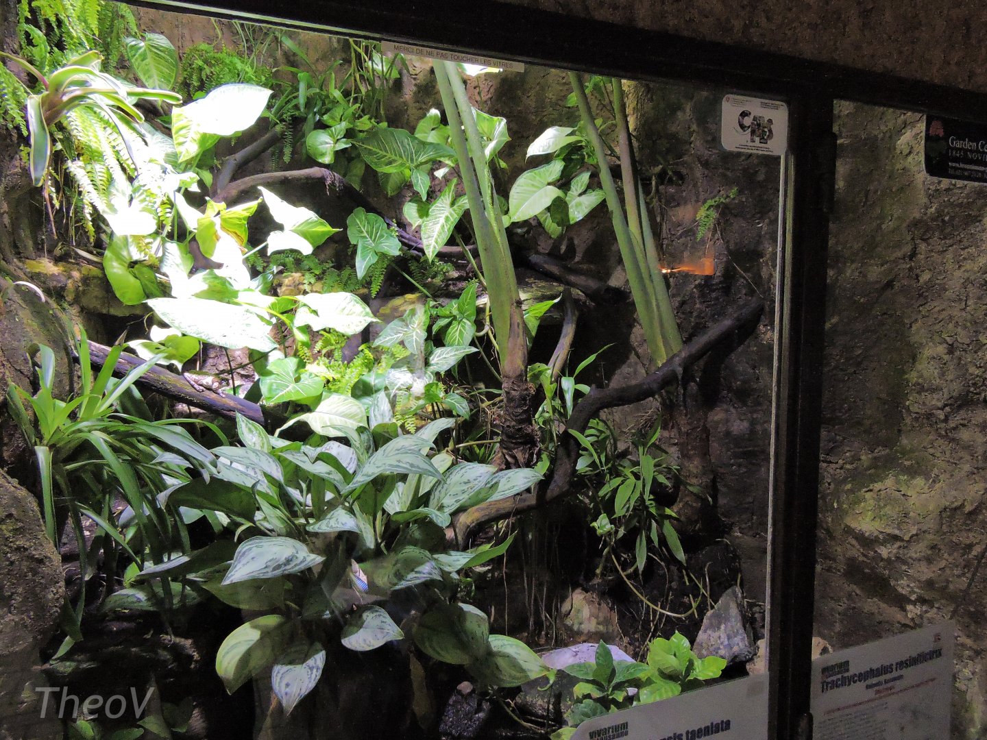 Speckled forest-pitviper and frog terrarium [2015]