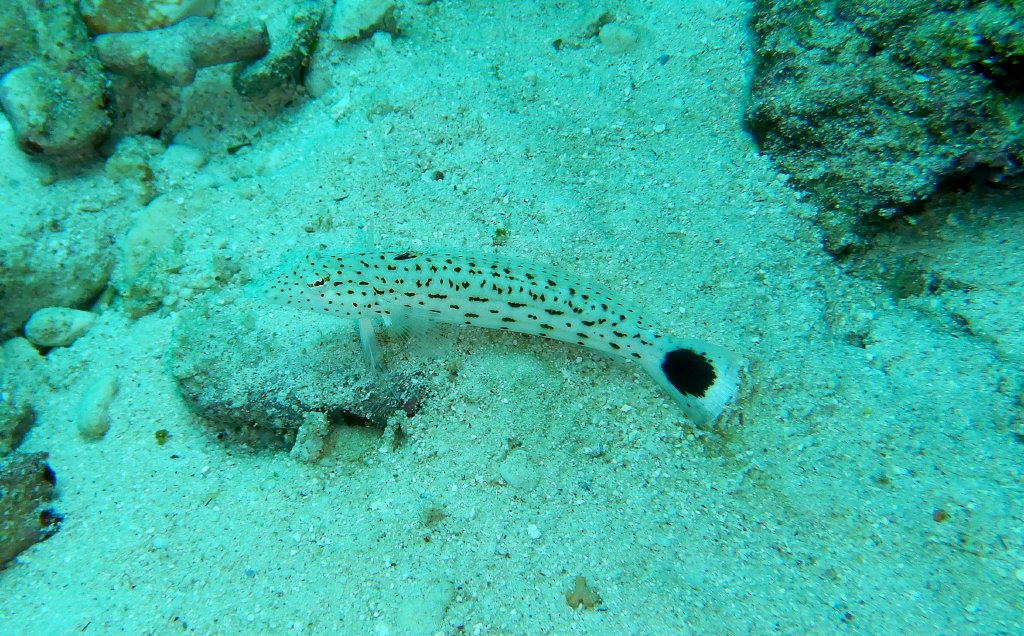 Speckled Grubfish