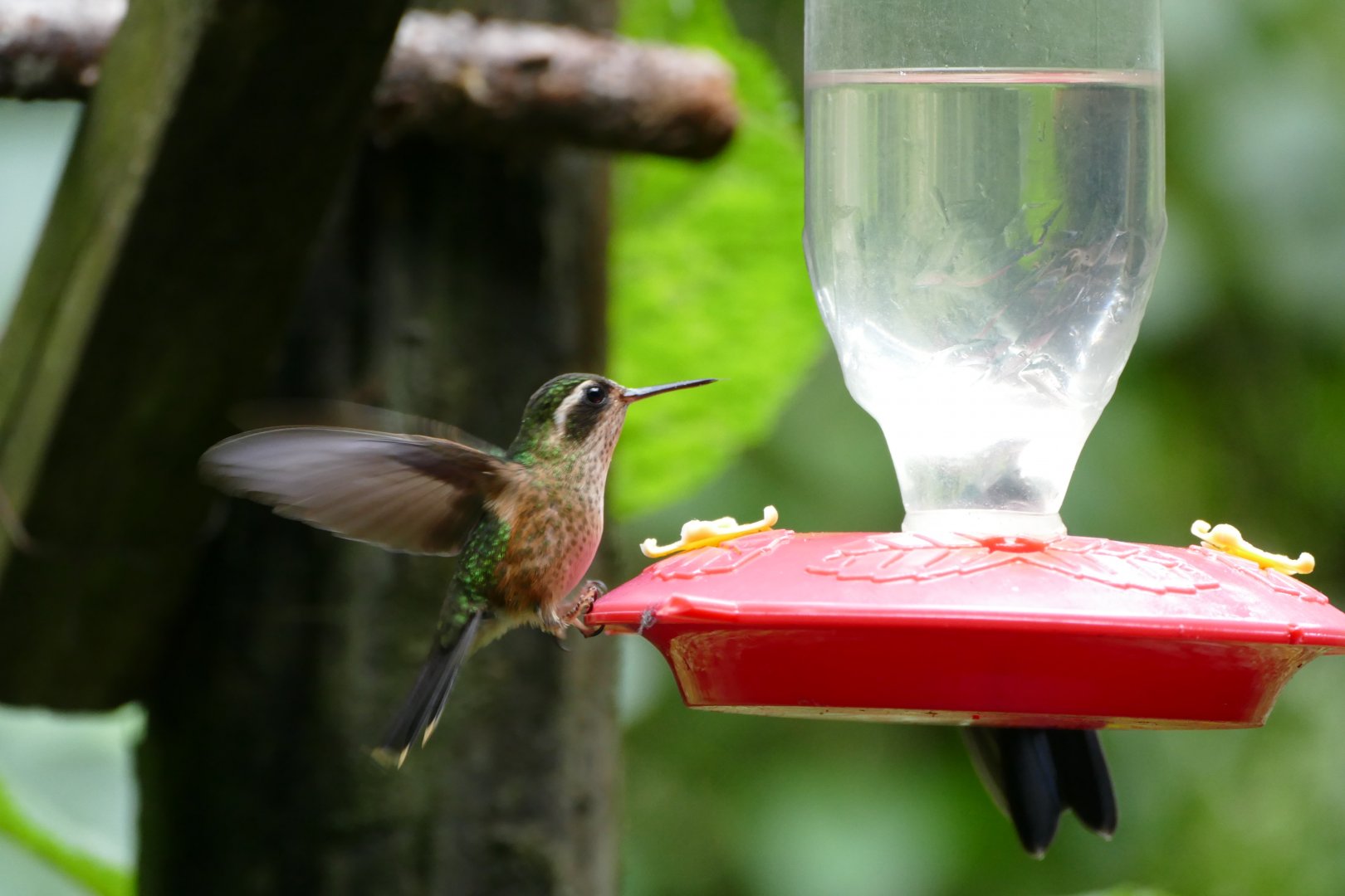 Speckled Hummingbird
