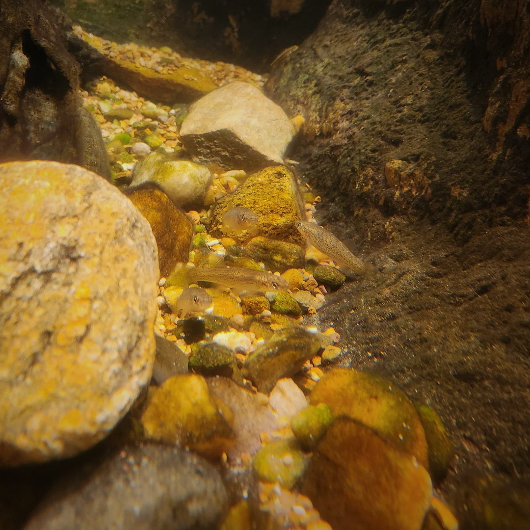 Speckled Killifish (Fundulus rathbuni)