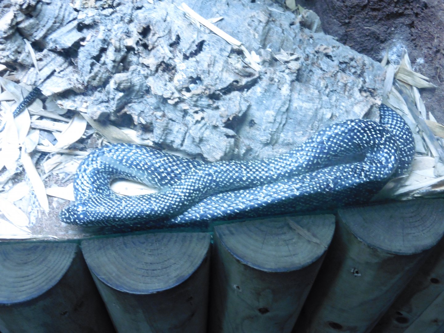 Speckled King Snake (lampropeltis getila holbrooki)