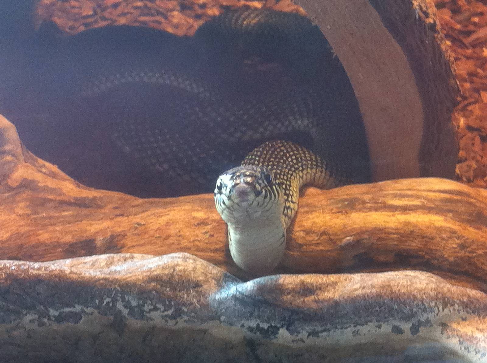 Speckled Kingsnake (Lampropeltis getula holbrooki)