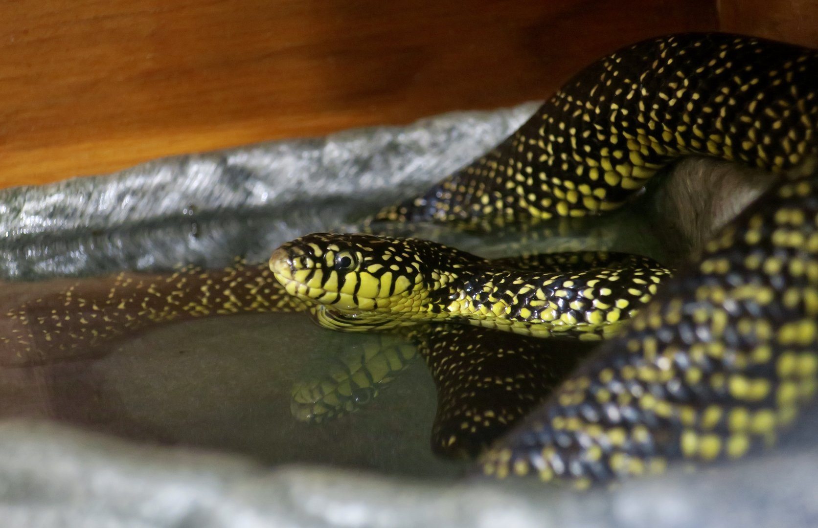 Speckled Kingsnake (Lampropeltis holbrooki)