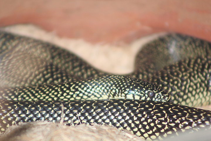 Speckled kingsnake (Lampropeltis holbrooki)