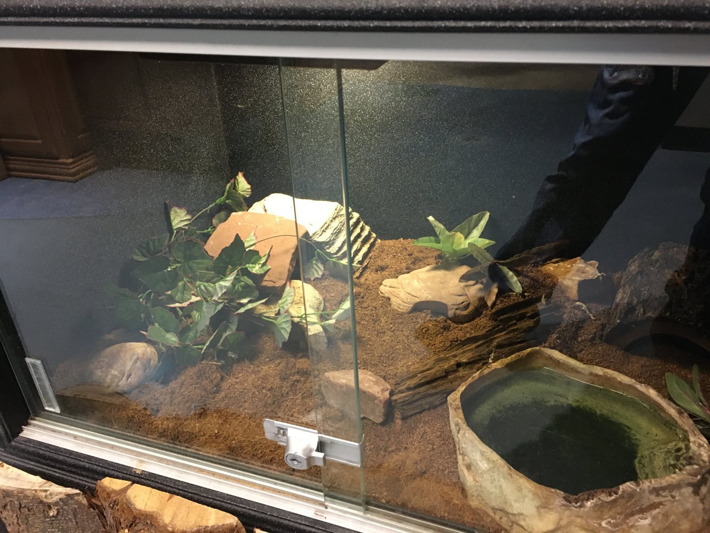 Speckled Kingsnake Terrarium