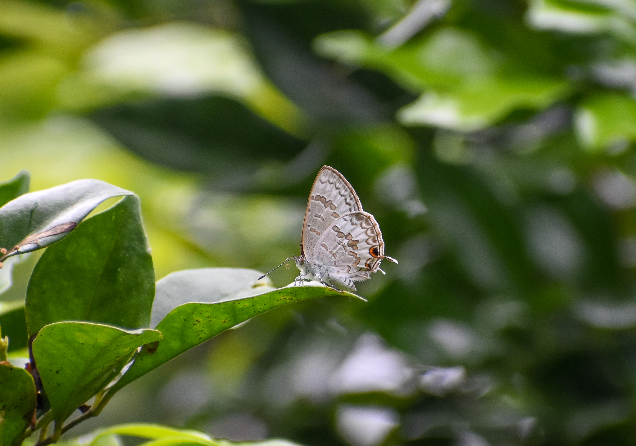 Speckled Line-Blue (Catopyrops florinda)