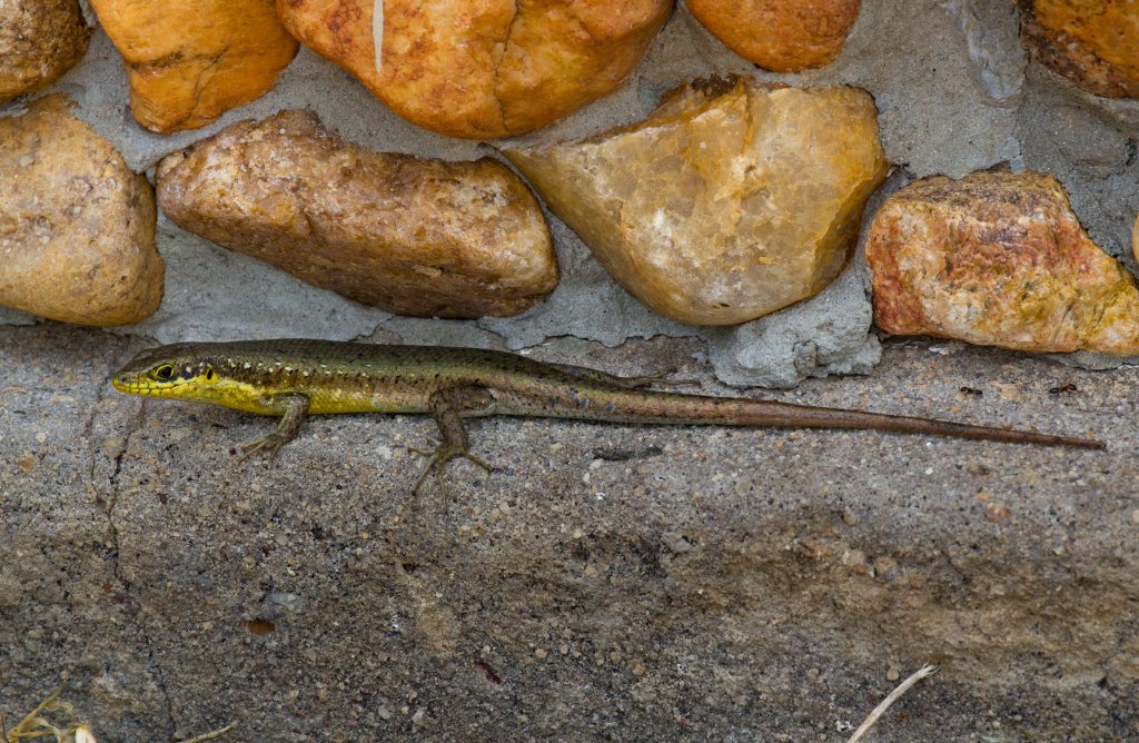 Speckled-lipped Skink